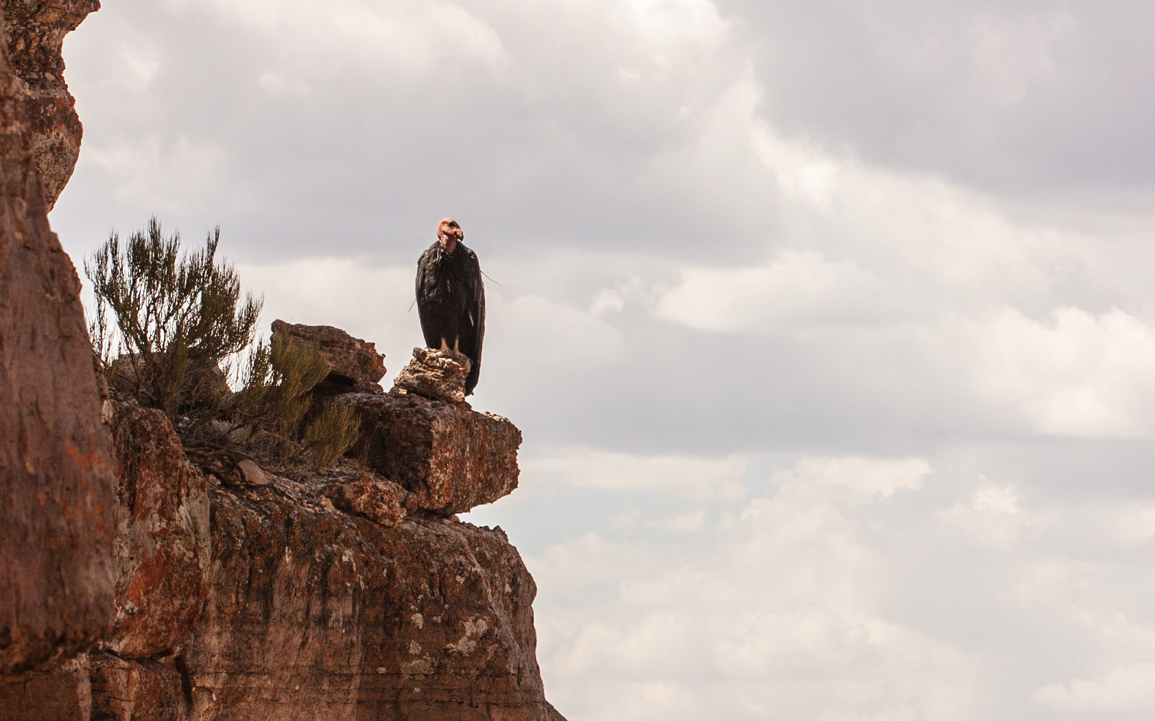 California Condor (Gymnogyps californianus)