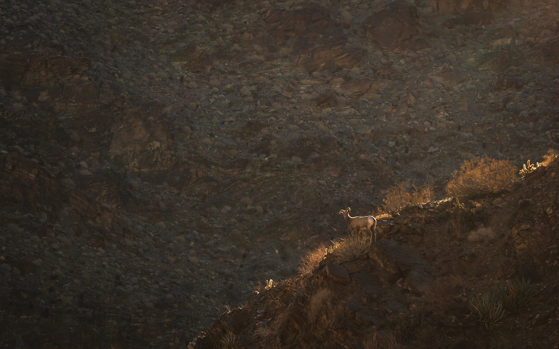 Bighorn Sheep (Ovis canadensis)