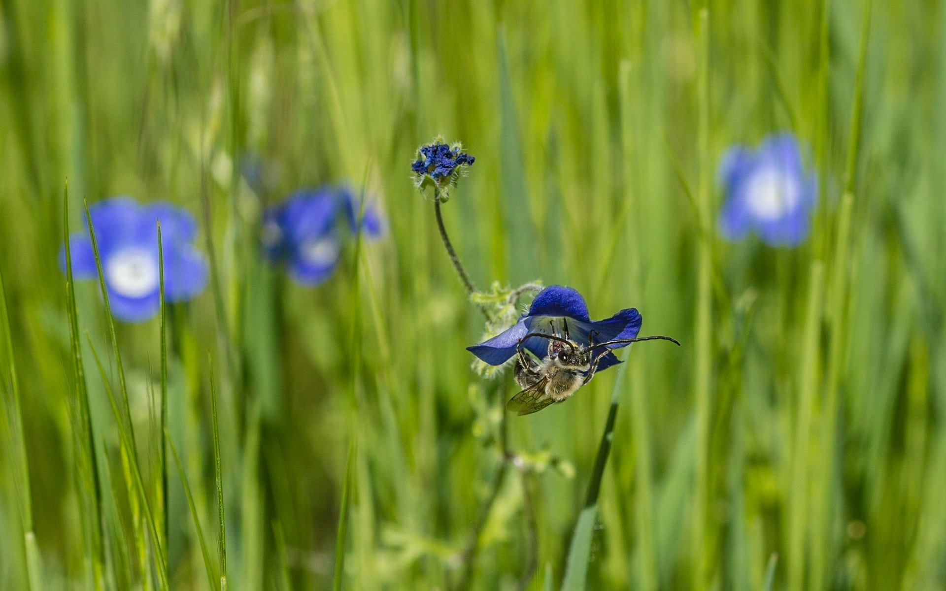 Baby Blue Eyes (Nemophila menziesii)