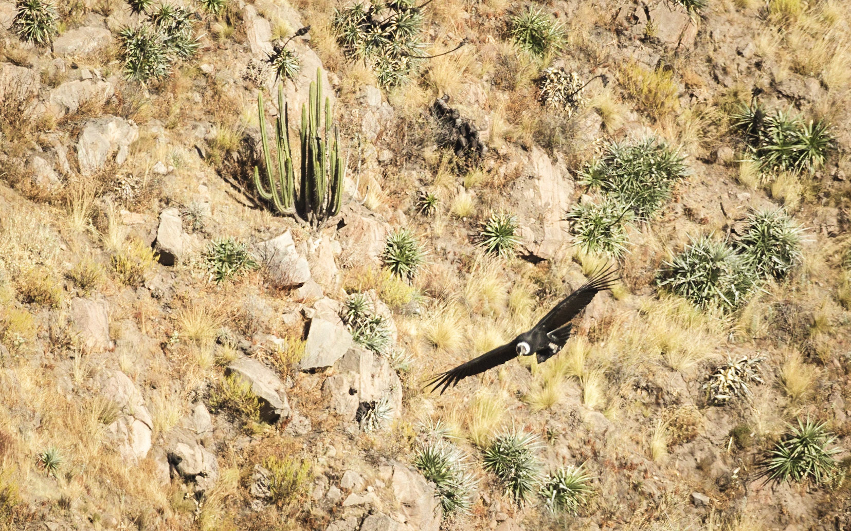 Andean condor (Vultur gryphus)