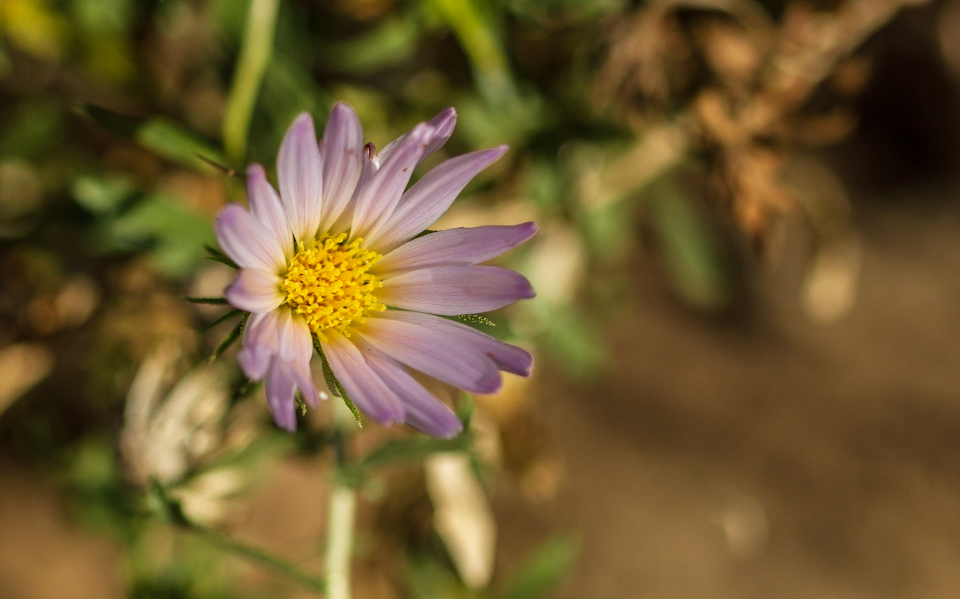 Mecca Aster (Xylorhiza cognata)