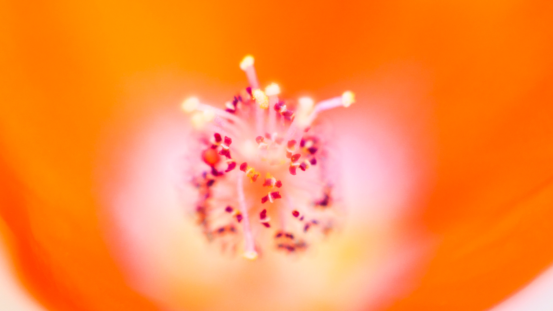 Apricot Mallow (Sphaeralcea ambigua)