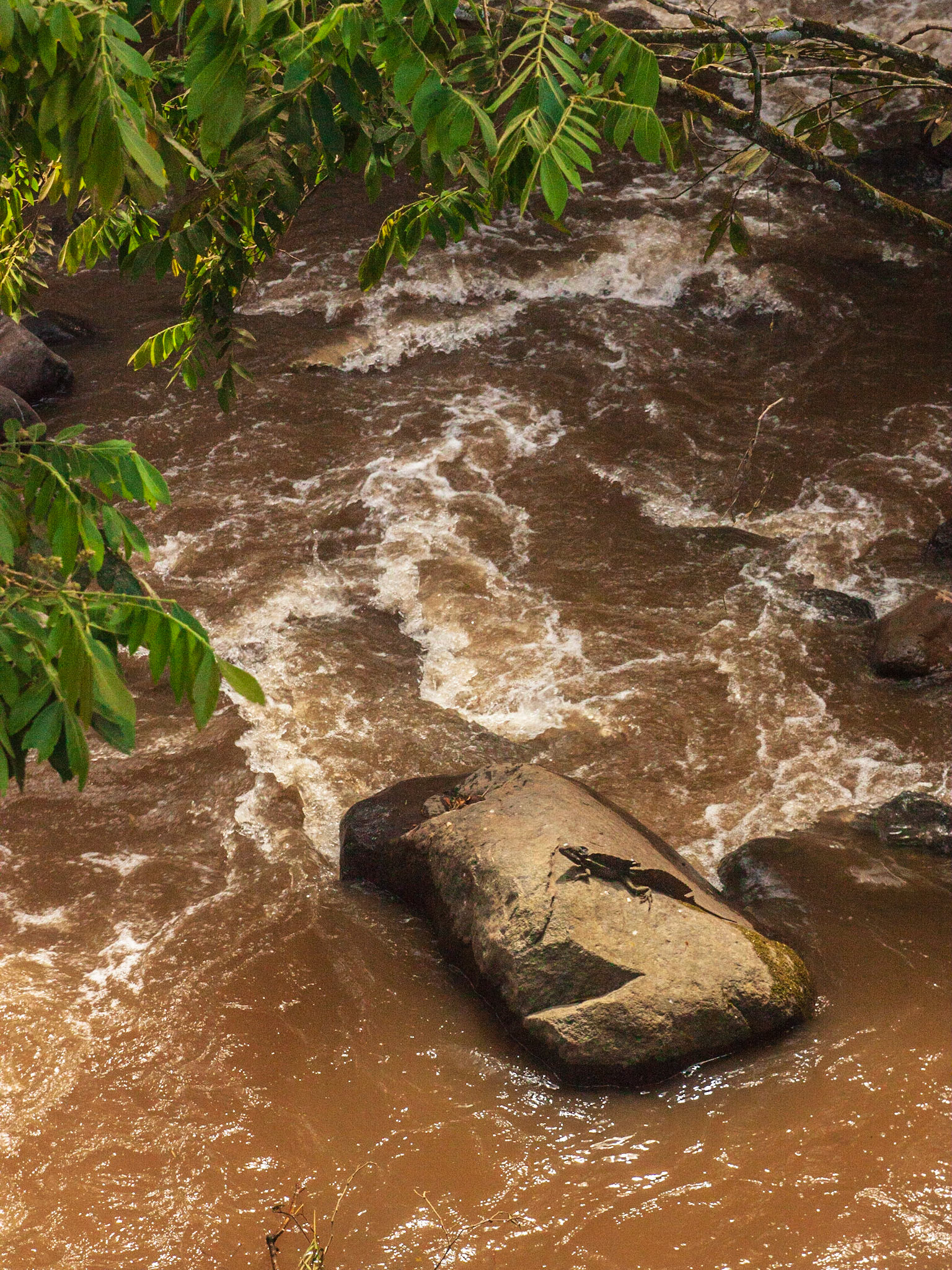 Common Basilisk (Basiliscus basiliscus)