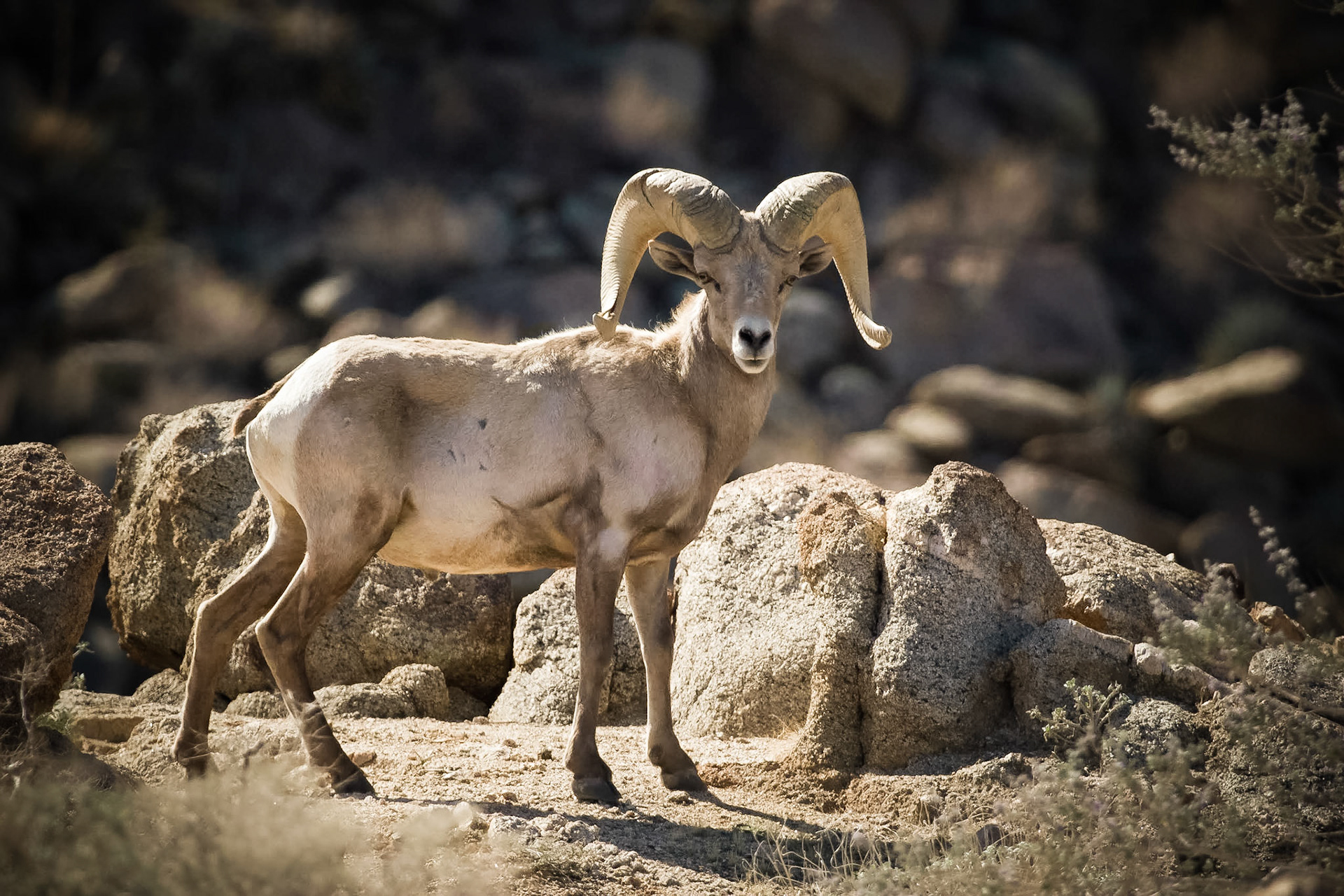 Bighorn Sheep (Ovis canadensis)
