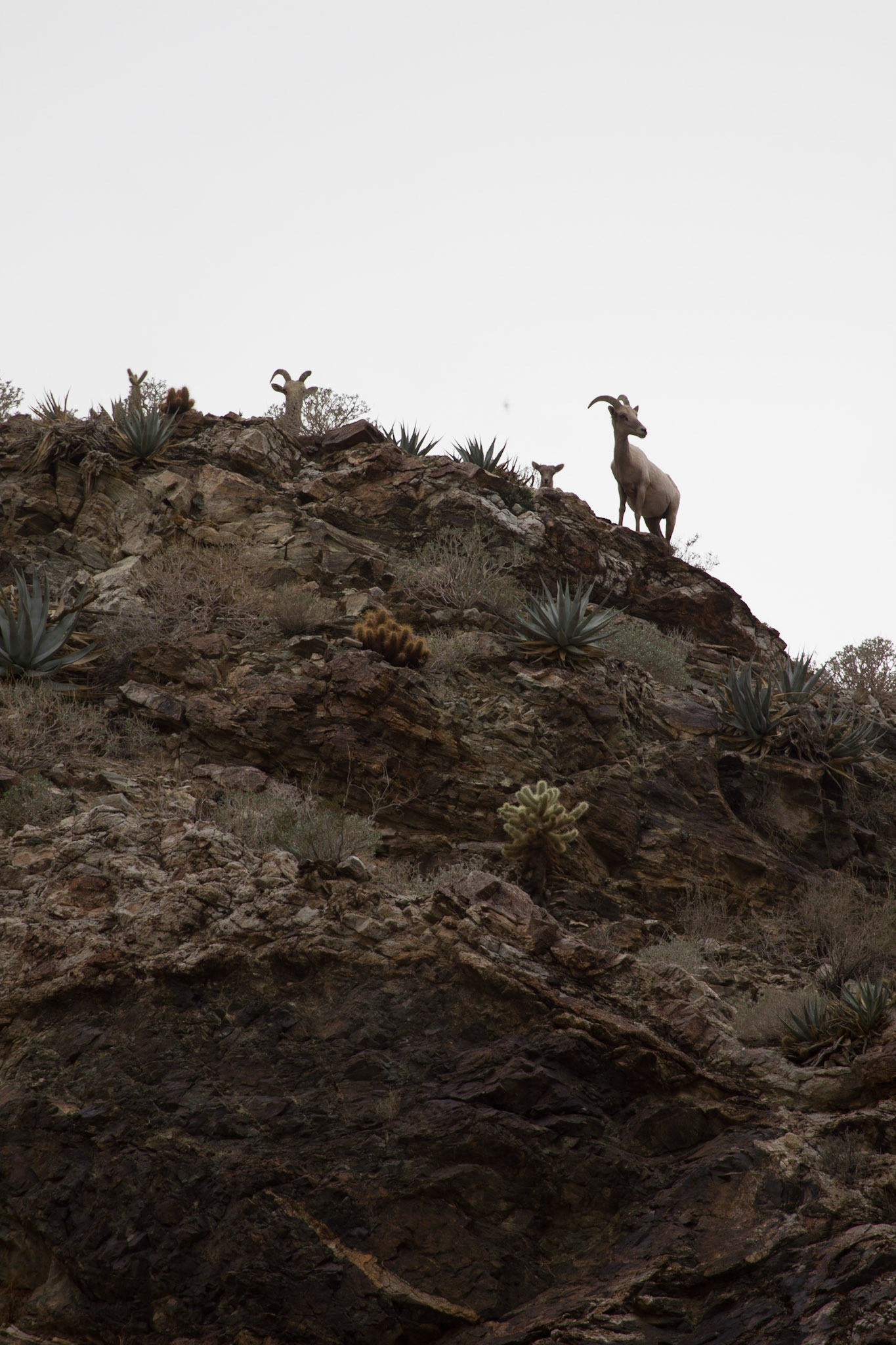 Bighorn Sheep (Ovis canadensis)