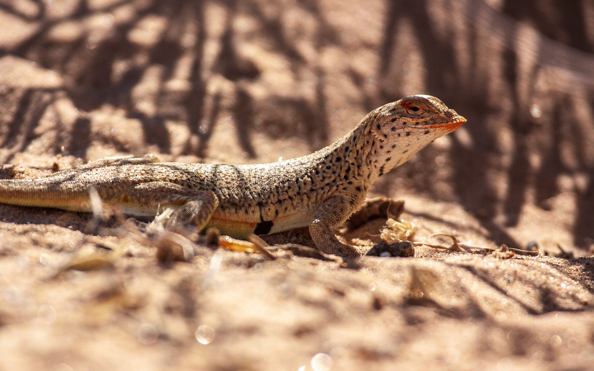 Mojave Fringe-toed Lizard (Uma scoparia)