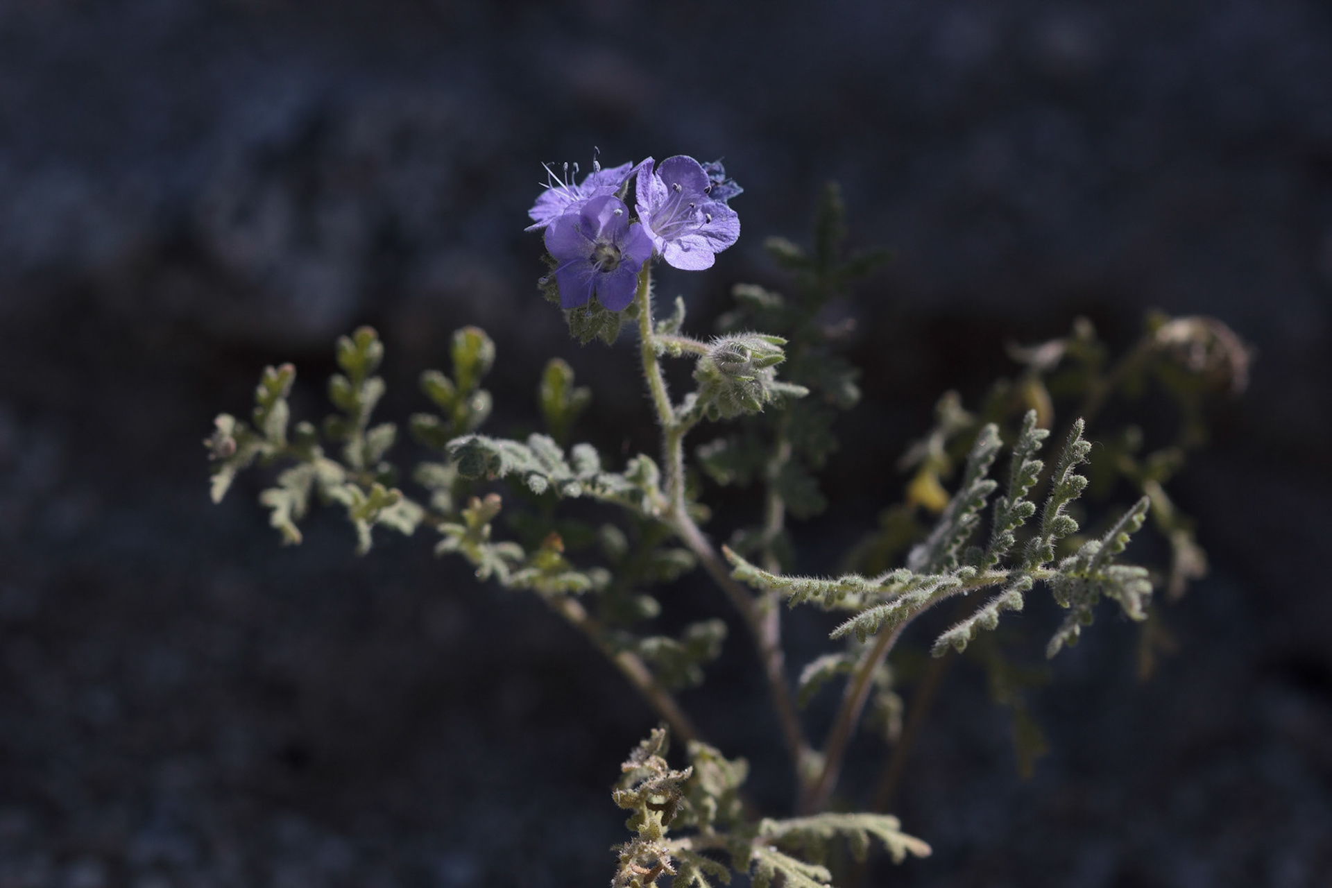 Wild Heliotrope (Phacelia distans)