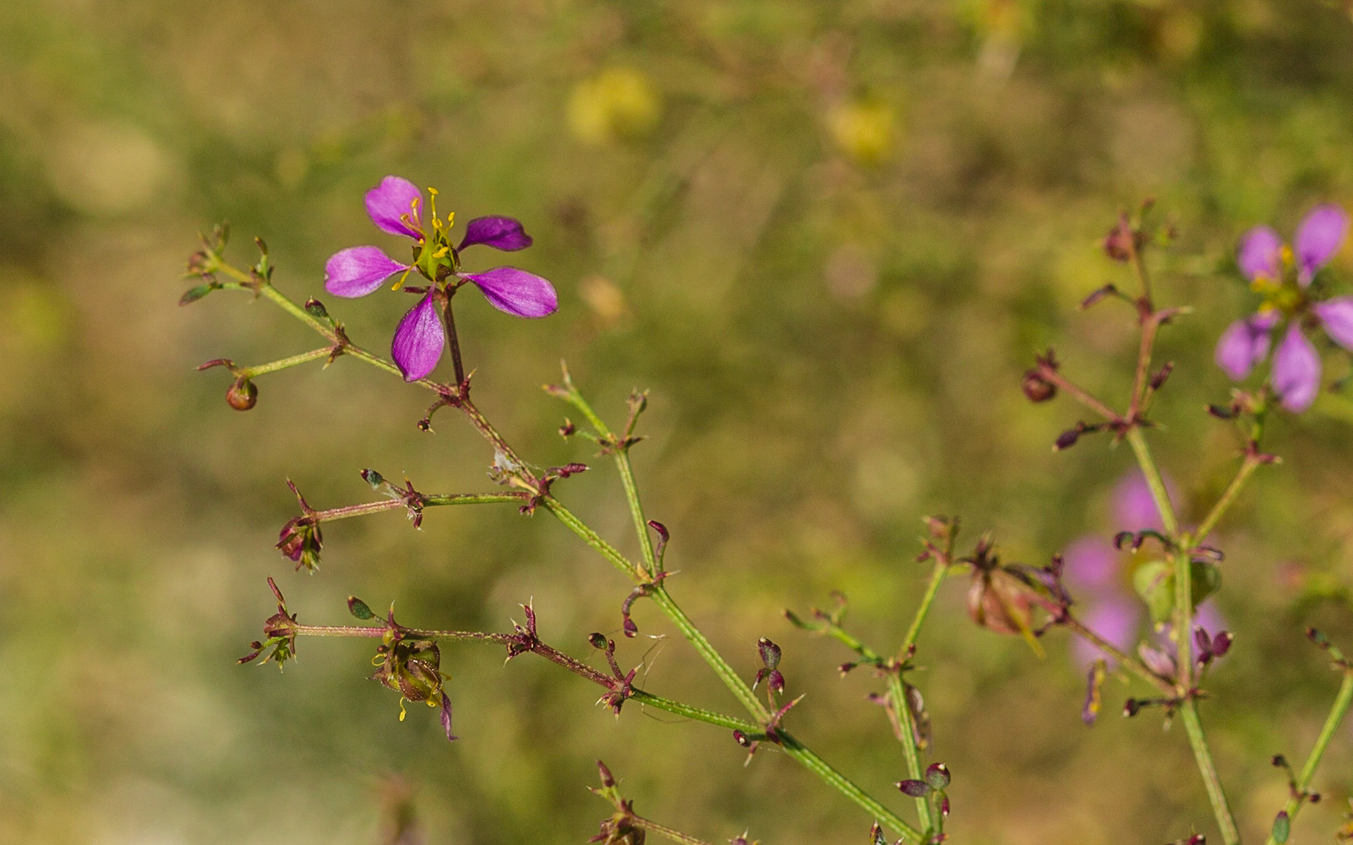 Smooth-stemmed Fagonia (Fagonia laevis)