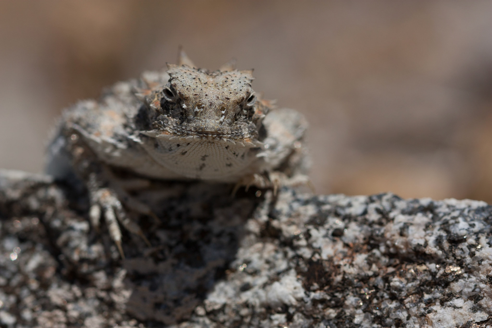 Desert Horned Lizard (Phrynosoma platyrhinos)