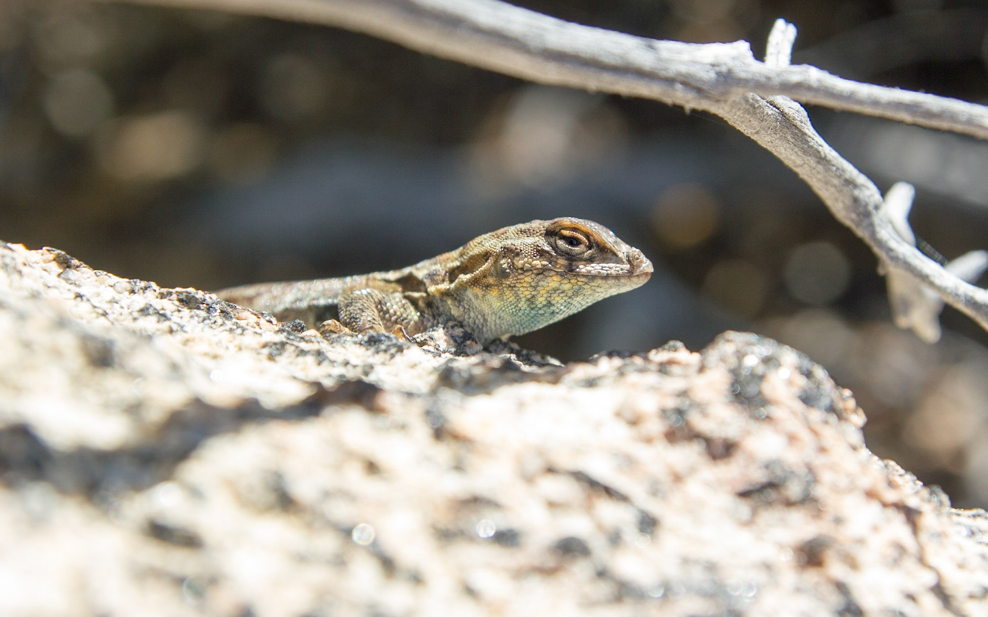 Common Side-blotched Lizard (Uta stansburiana)