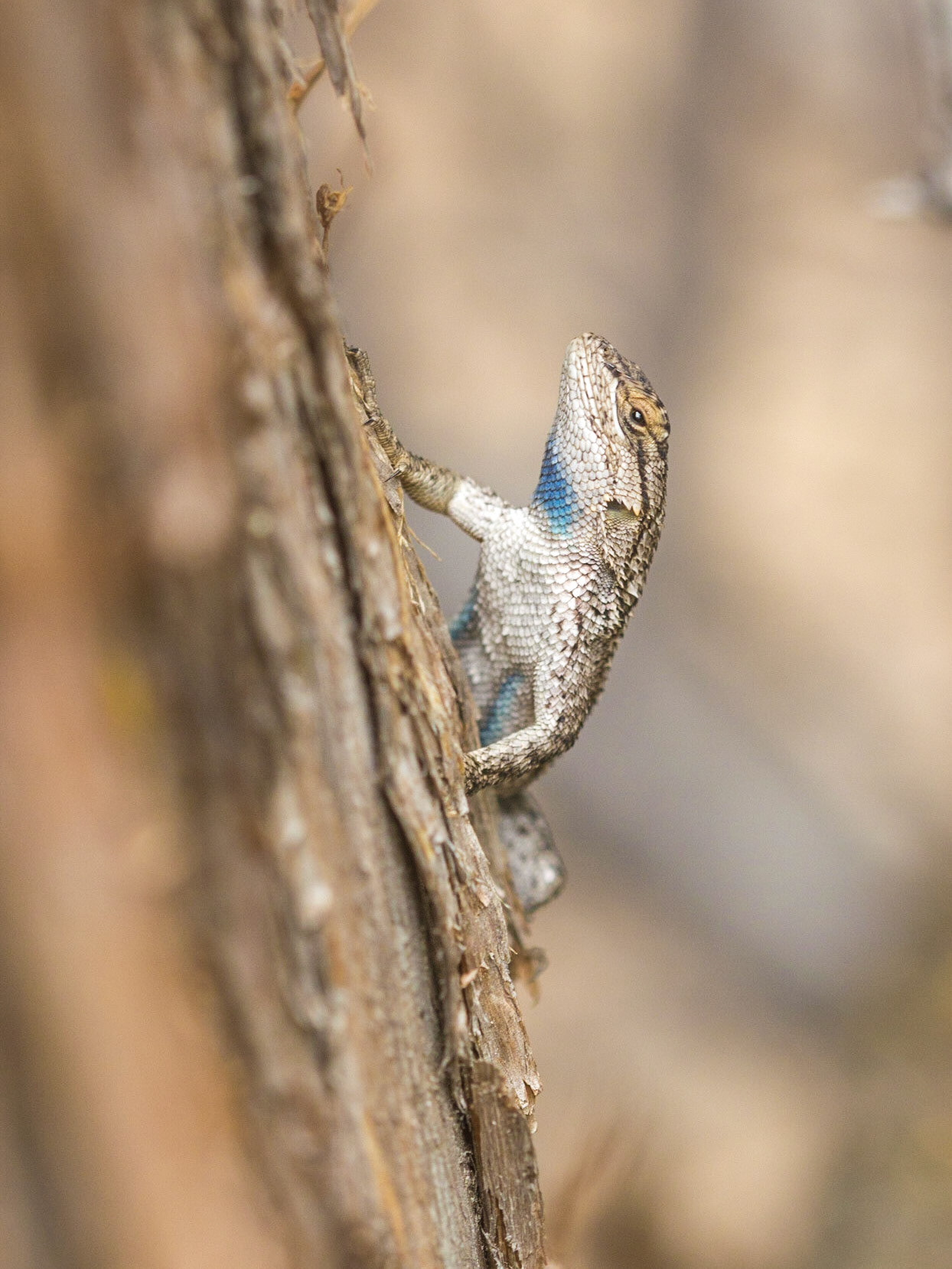 Western Fence Lizard (Sceloporus occidentalis)