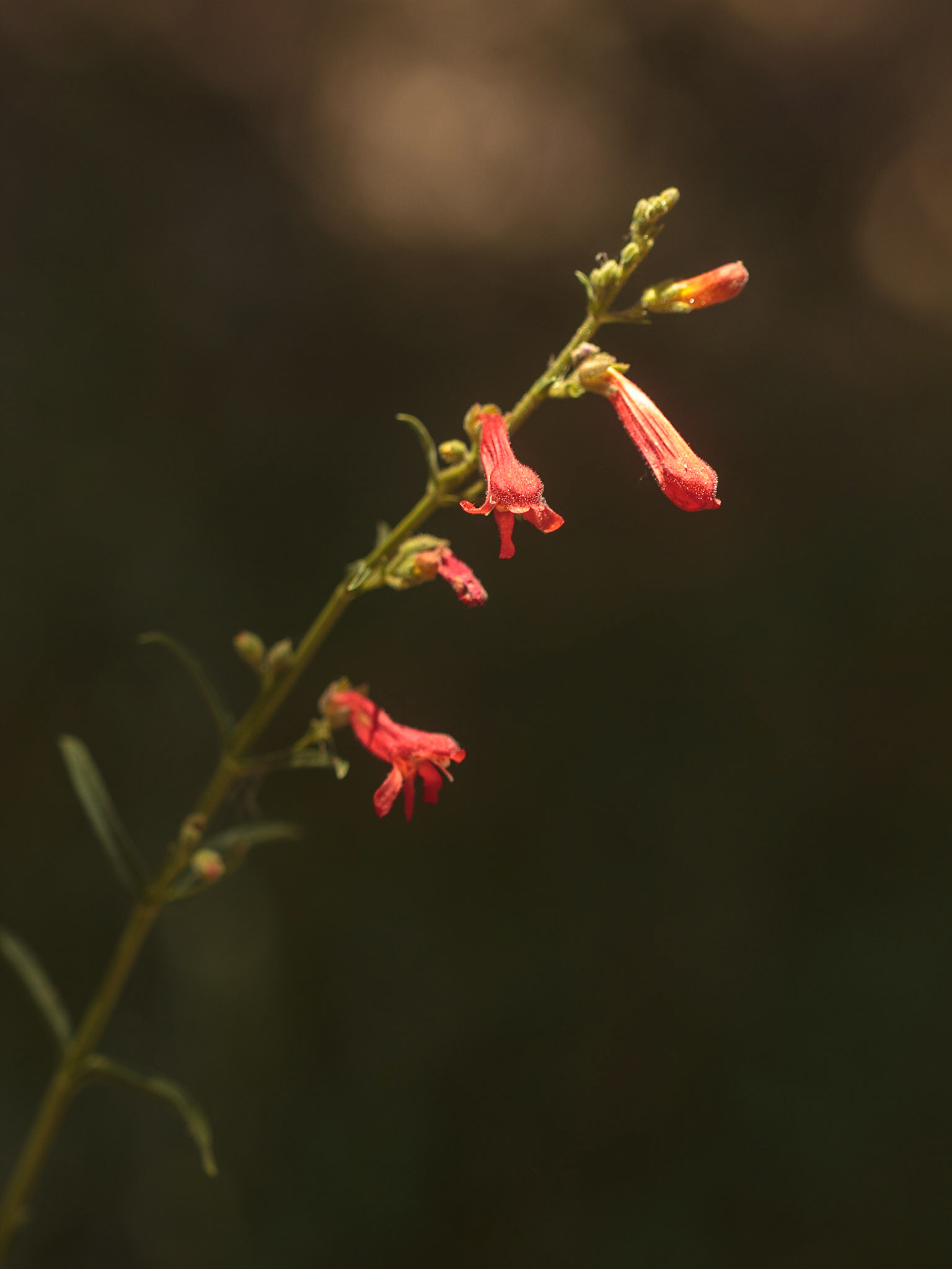 Beaked Penstemon (Penstemon rostriflorus)