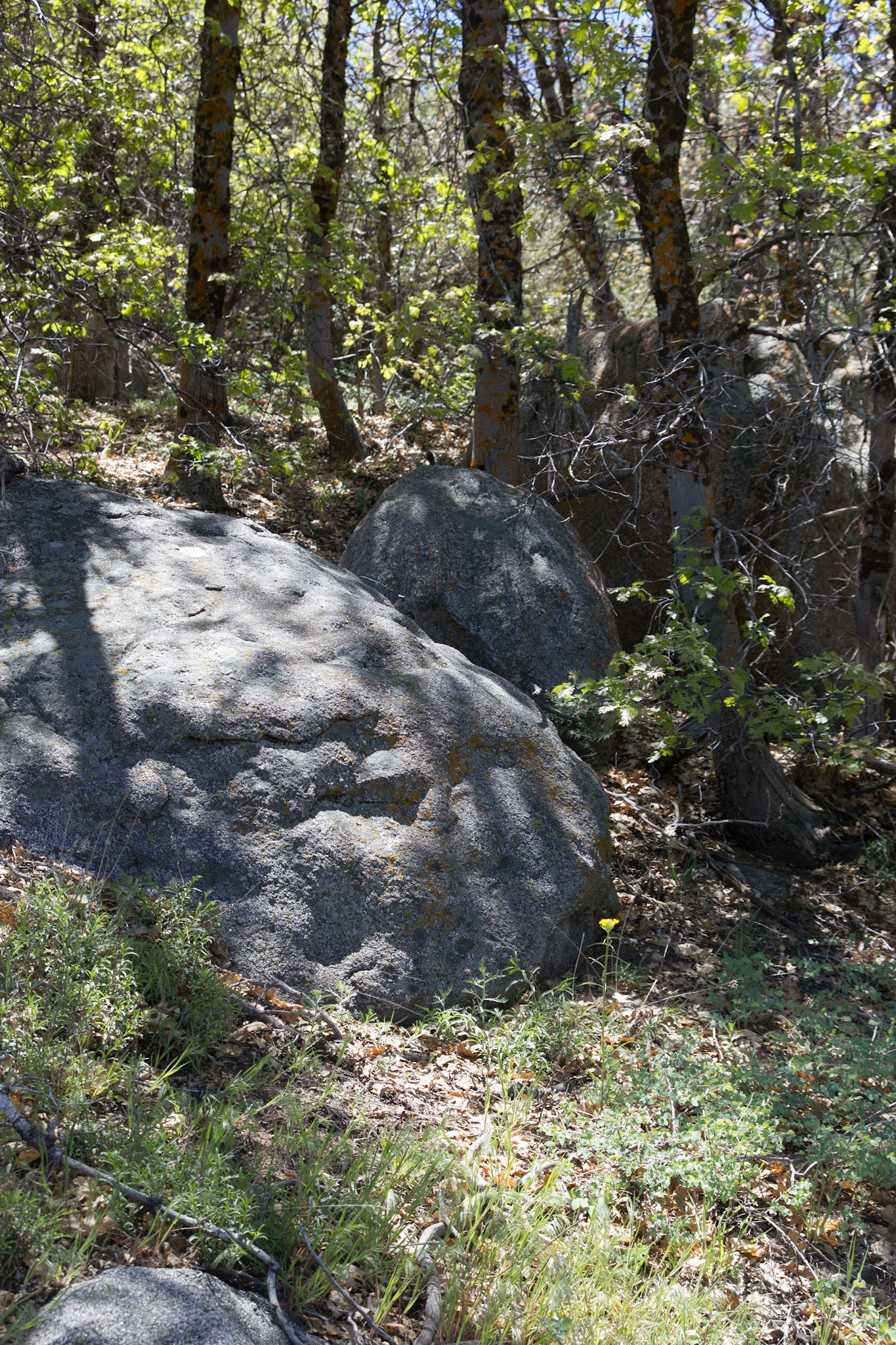 Wallflower (Erysimum capitatum)