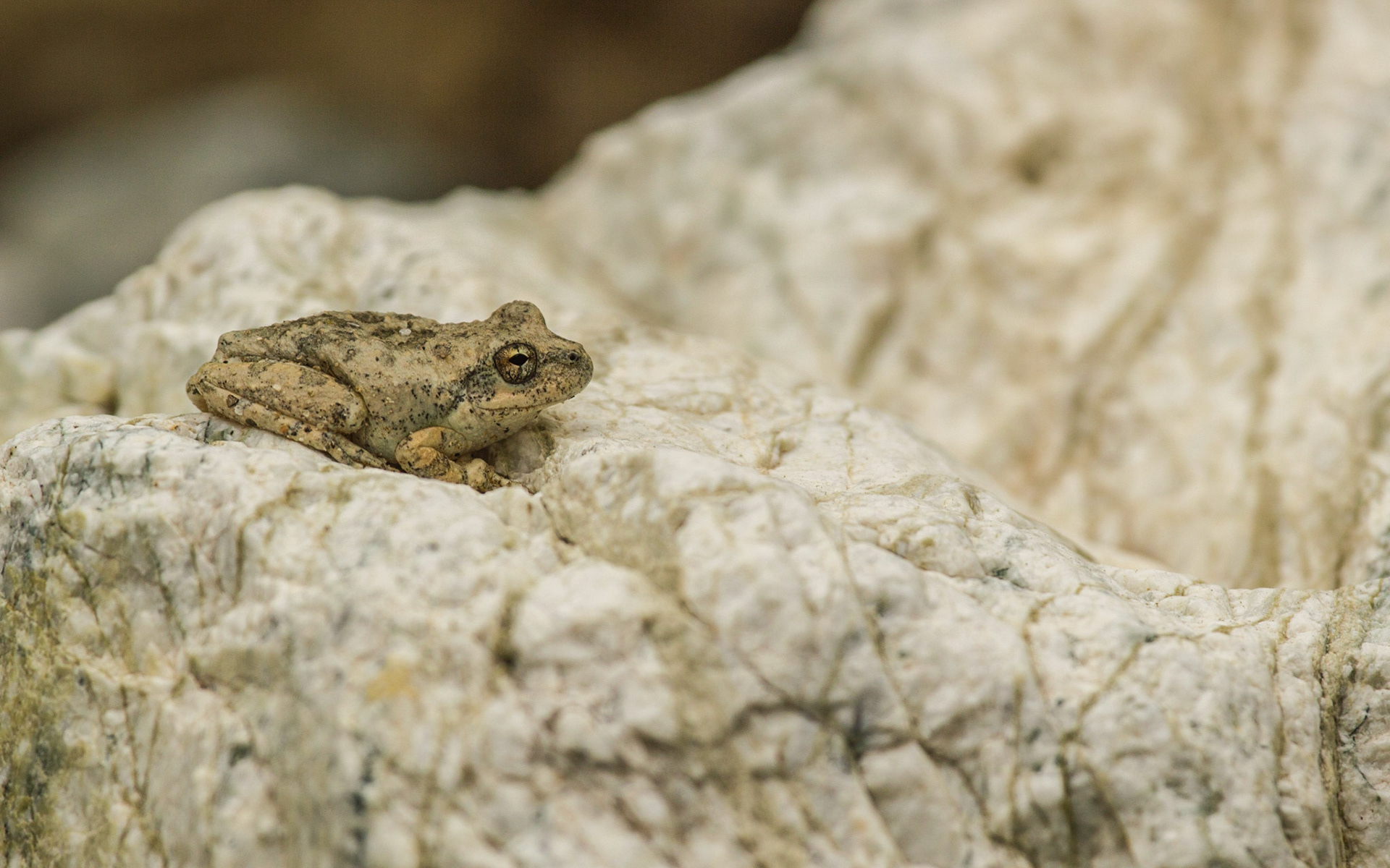 California Treefrog (Pseudacris cadaverina)