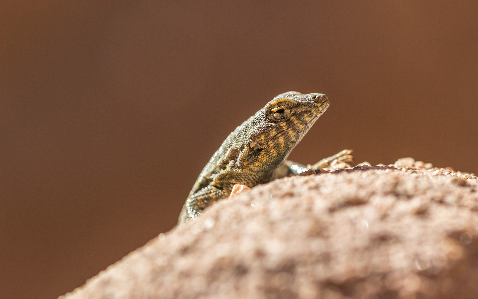 Common Side-blotched Lizard (Uta stansburiana)
