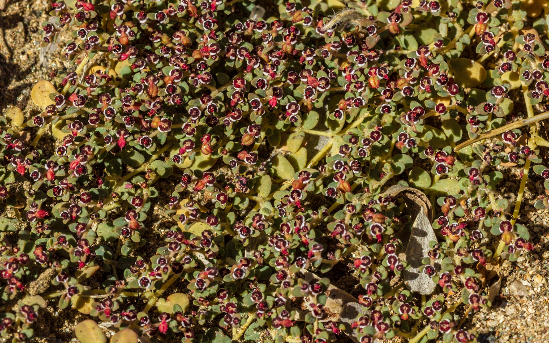 Rattlesnake Weed (Chamaesyce albomarginata)
