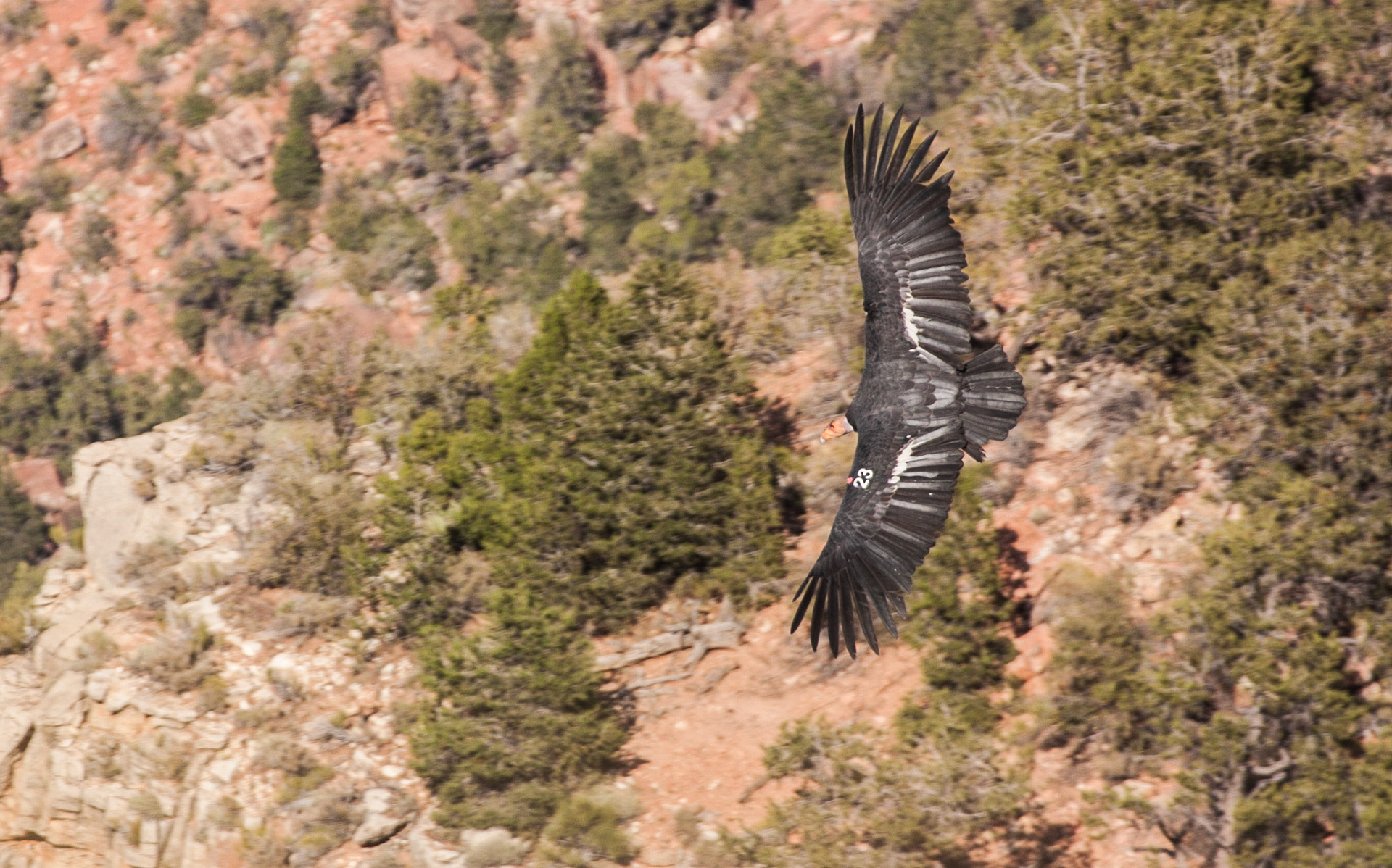 California Condor (Gymnogyps californianus)
