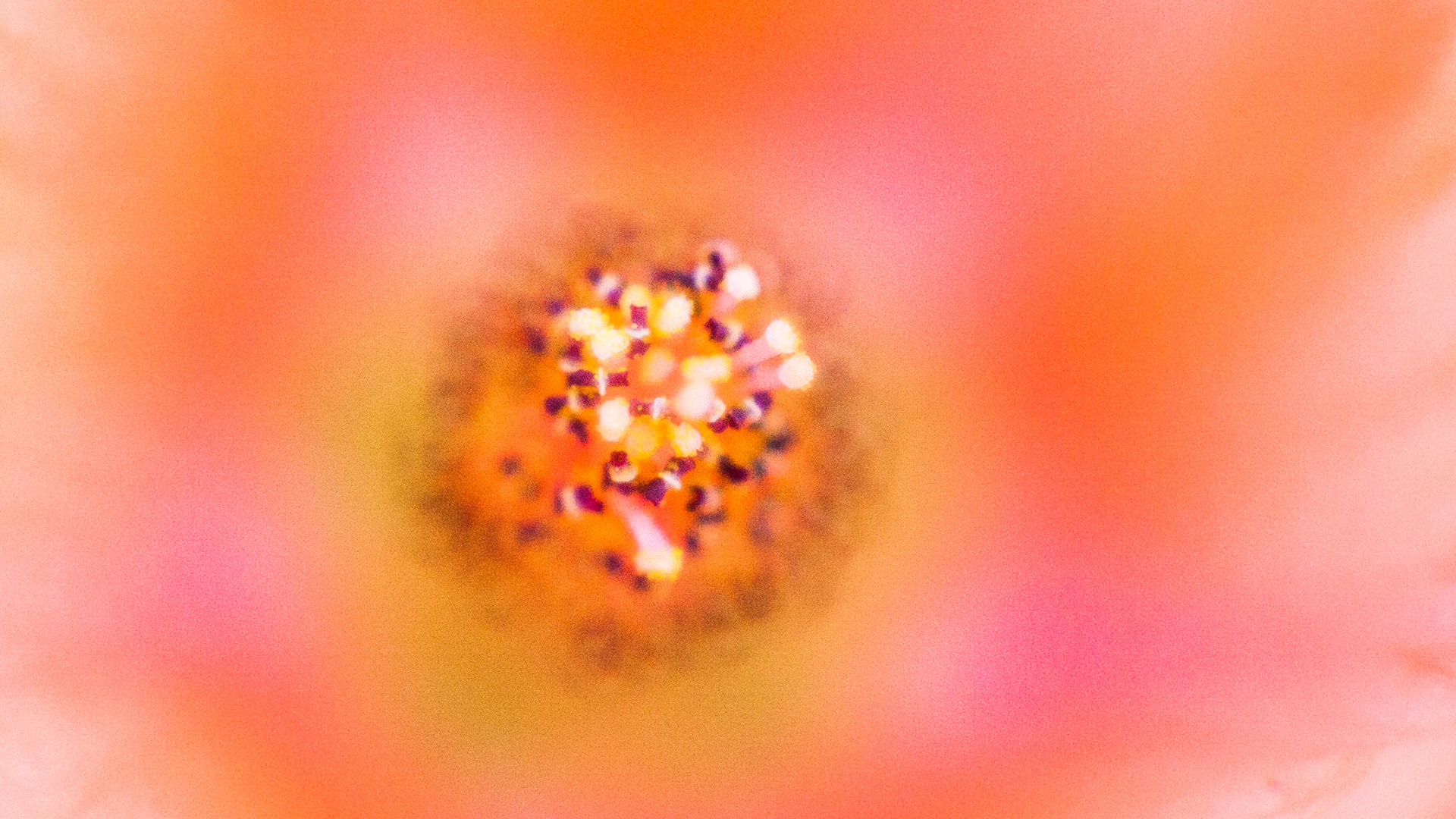 Apricot Mallow (Sphaeralcea ambigua)