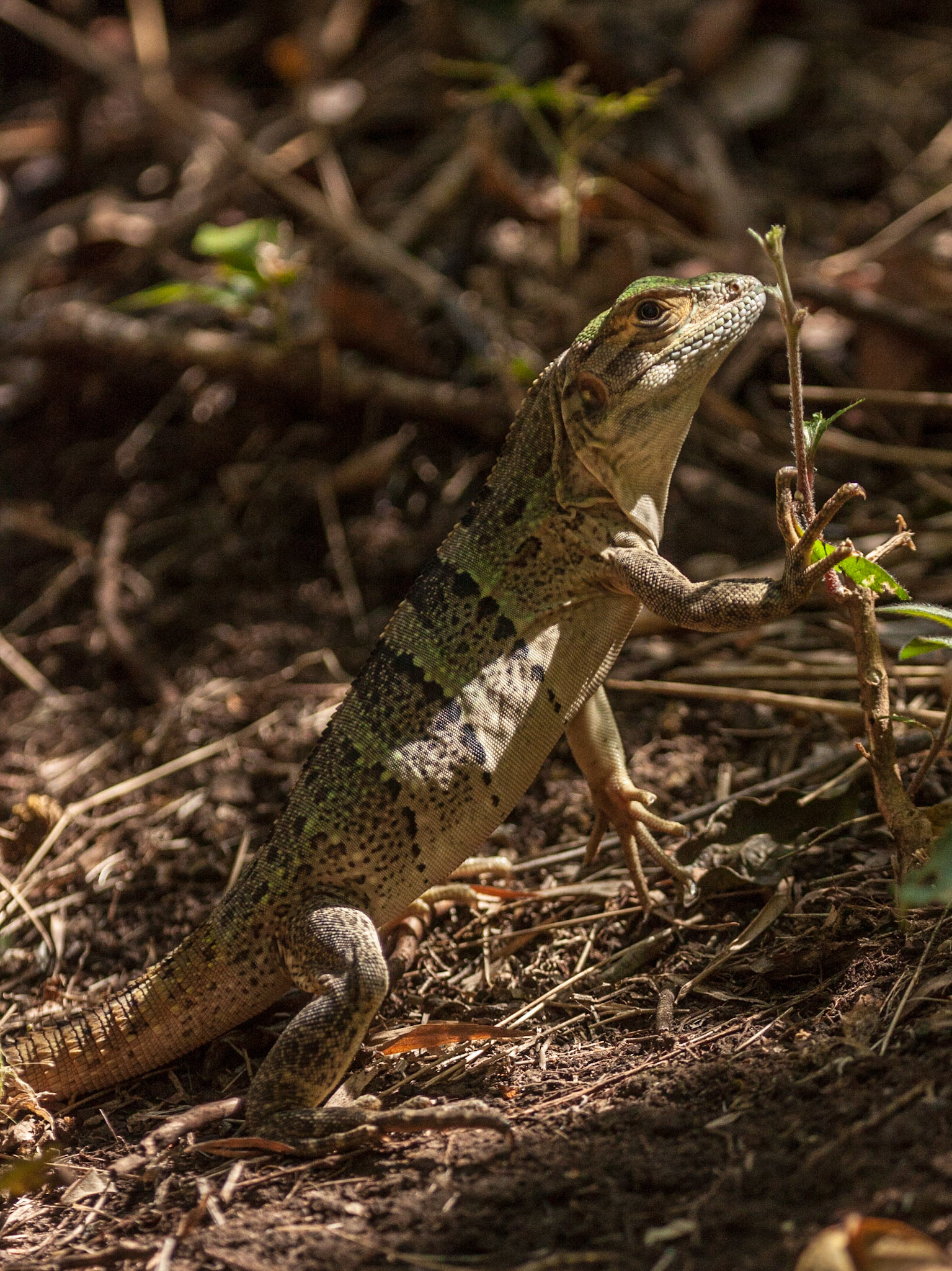 Black Spiny-tailed Iguana (Ctenosaura similis)