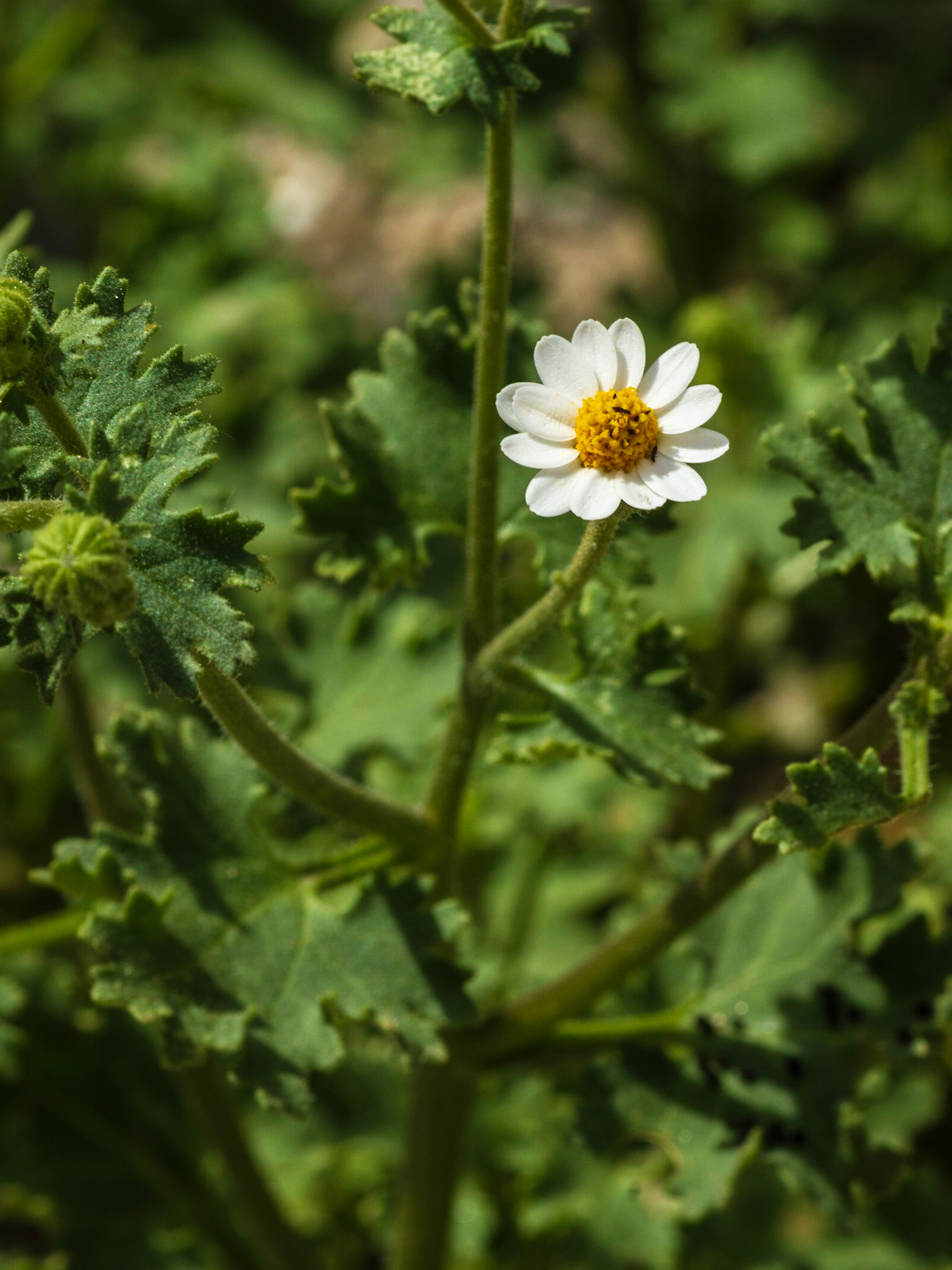 Emory's Rock Daisy (Perityle emoryi)