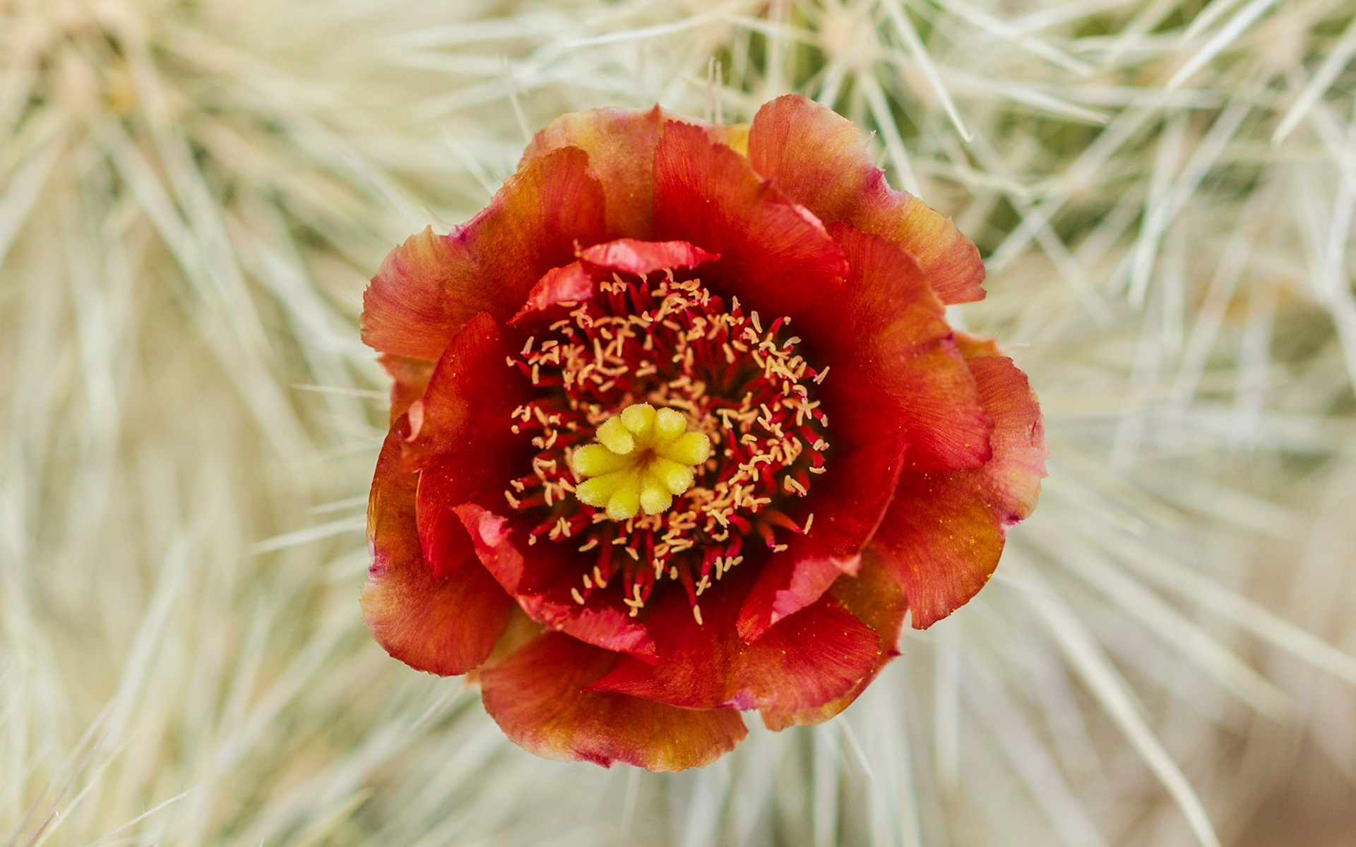 Chuckwalla Cholla (Cylindropuntia chuckwallensis)