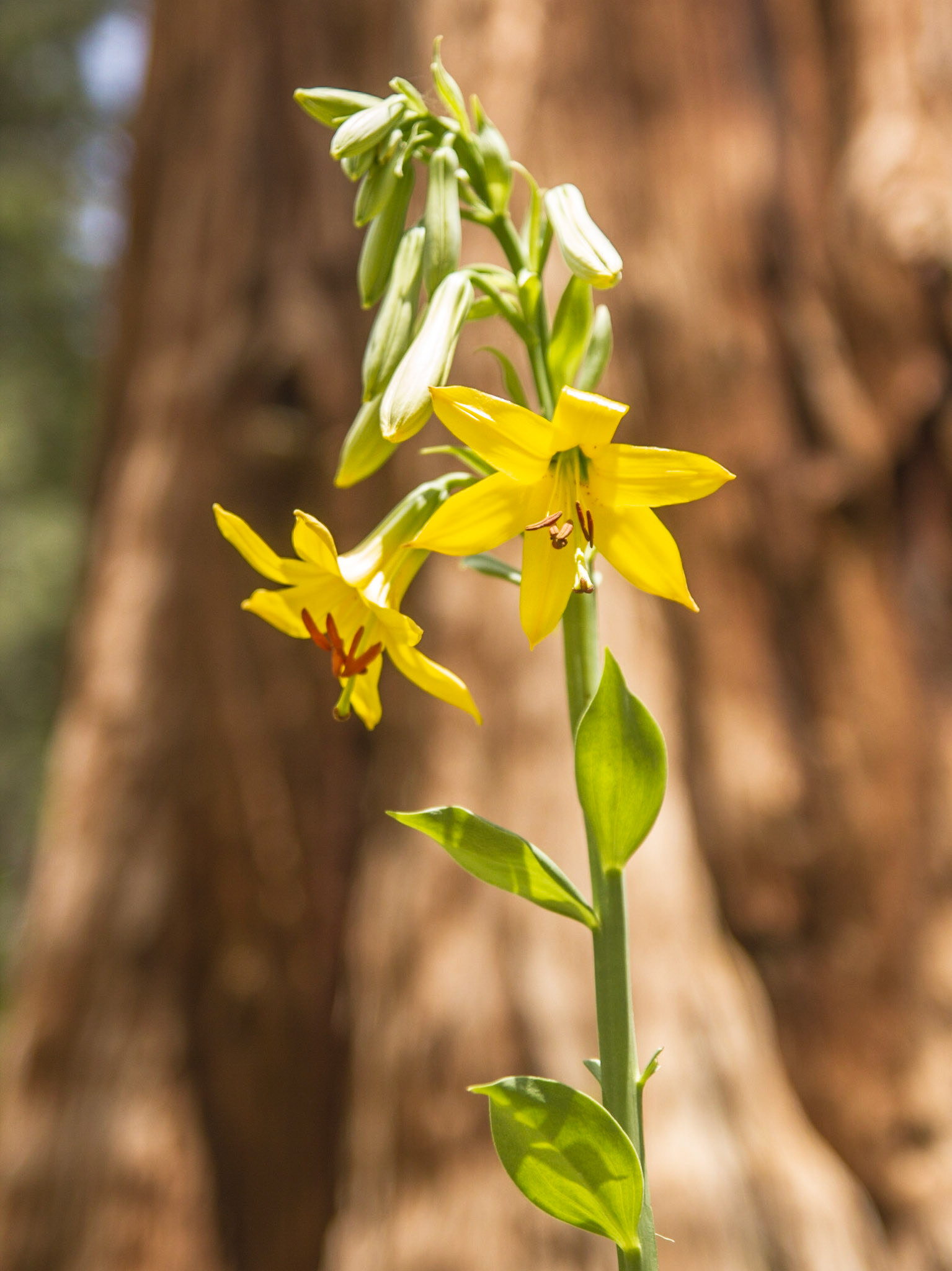Lemon Lily (Lilium parryi)
