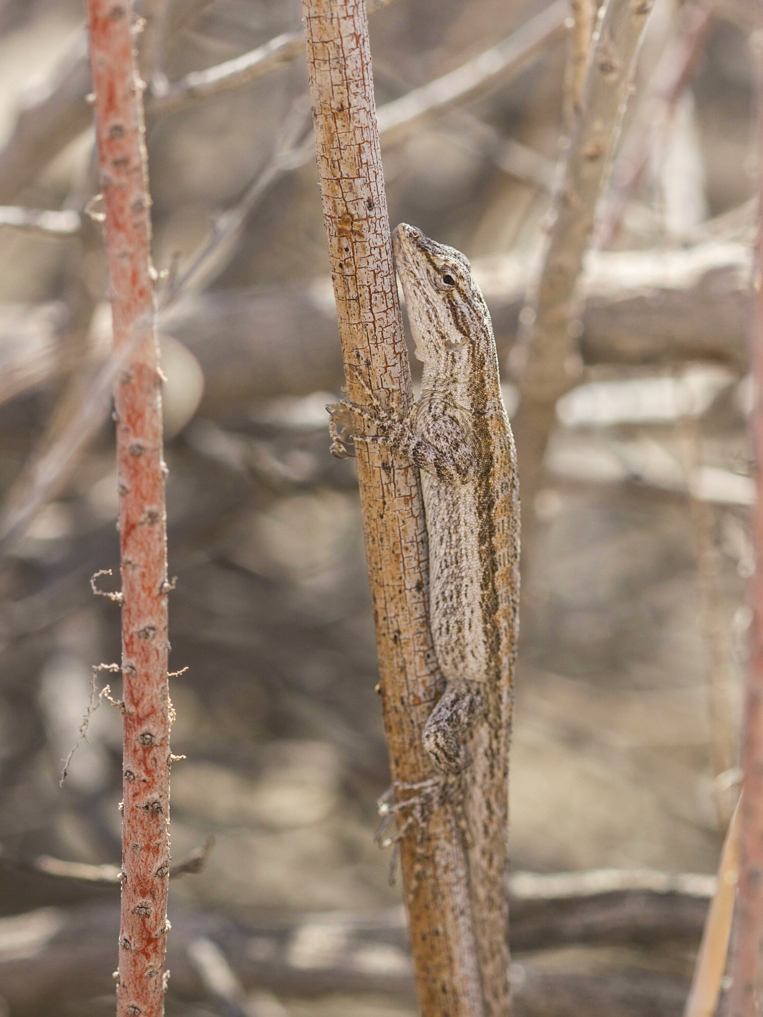 Long-tailed Brush Lizard
