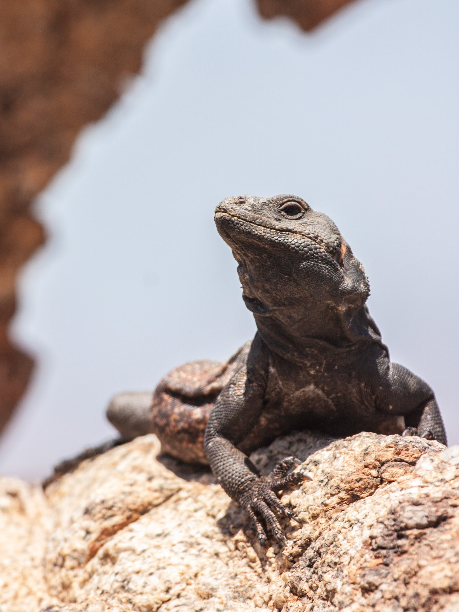 Common Chuckwalla (Sauromalus ater)