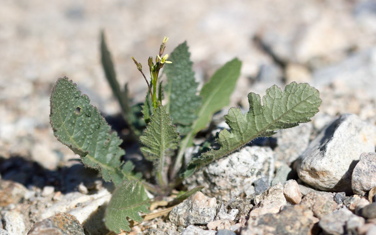 Saharan Mustard (Brassica tournefortii)