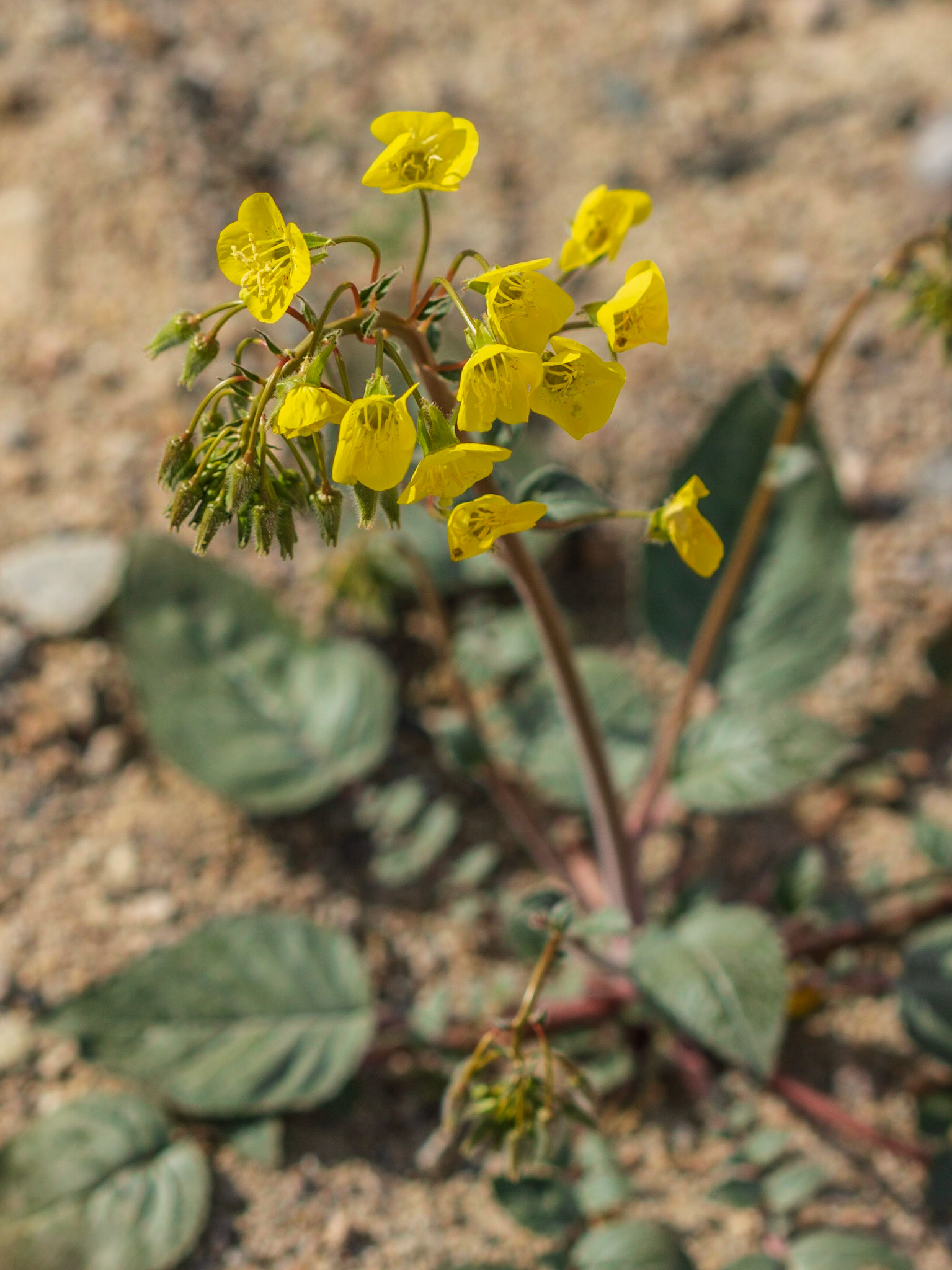 Yellow Cups (Camissonia brevipes)