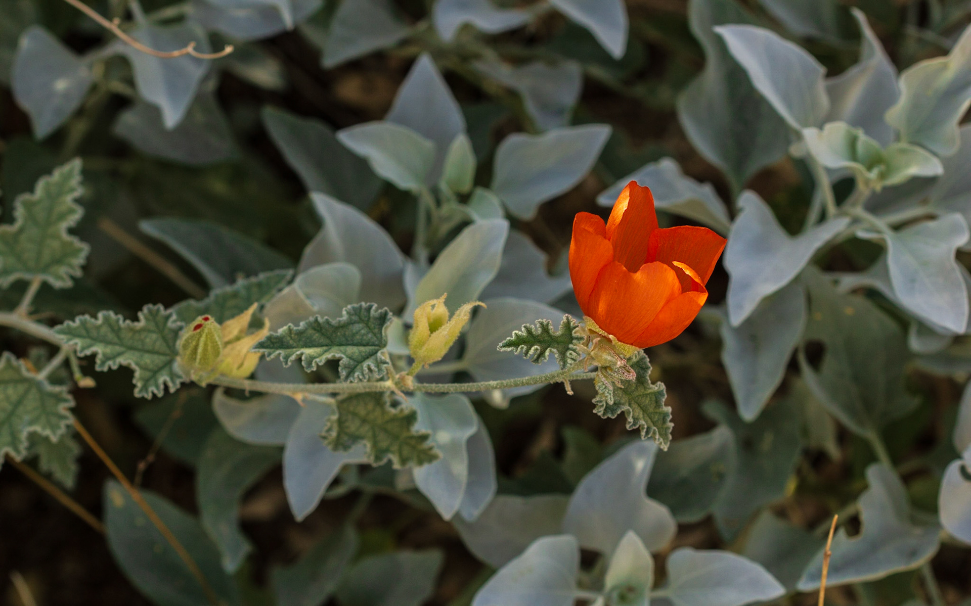 Apricot Mallow (Sphaeralcea ambigua)
