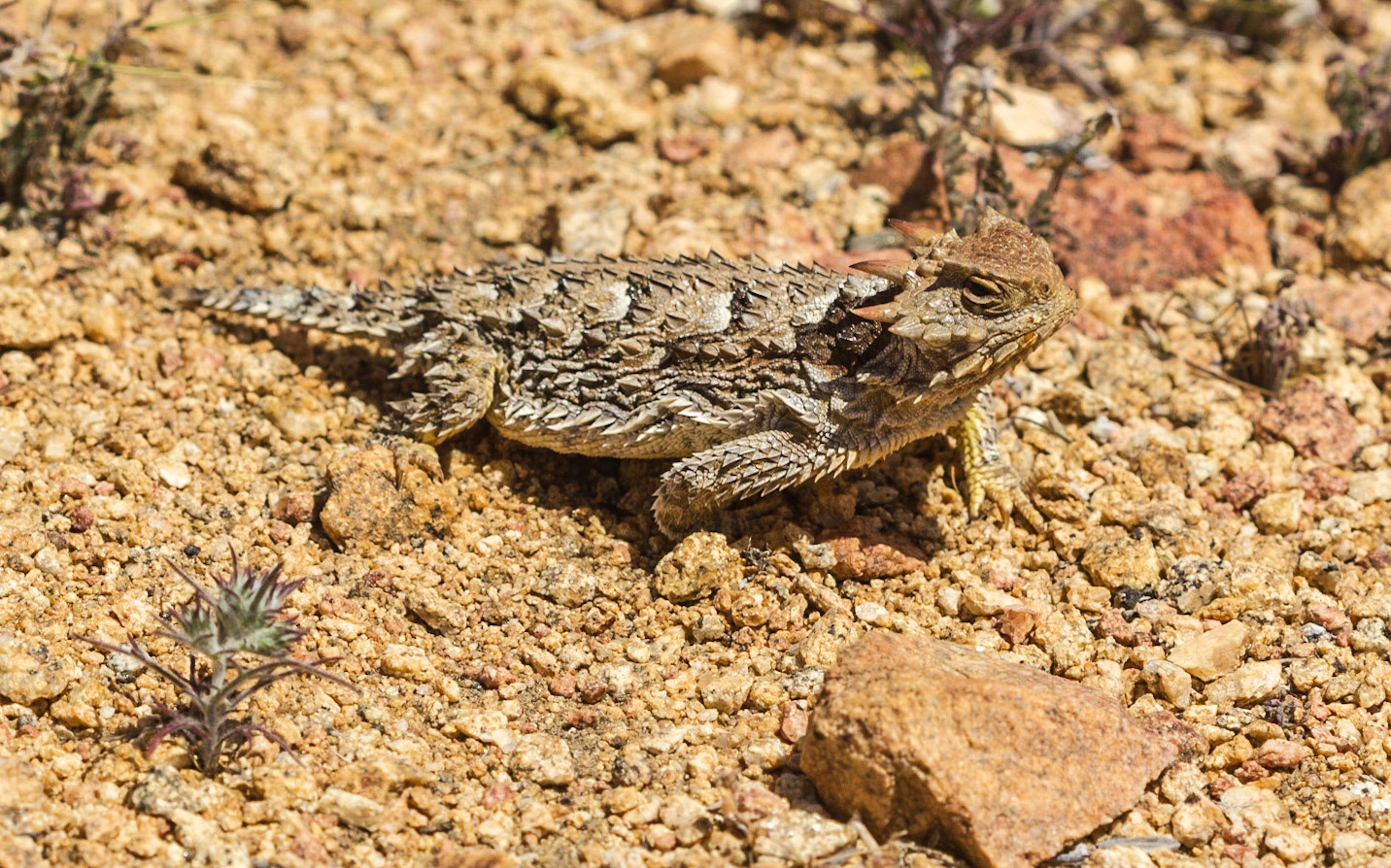 Coast Horned Lizard (Phrynosoma blainvillii)