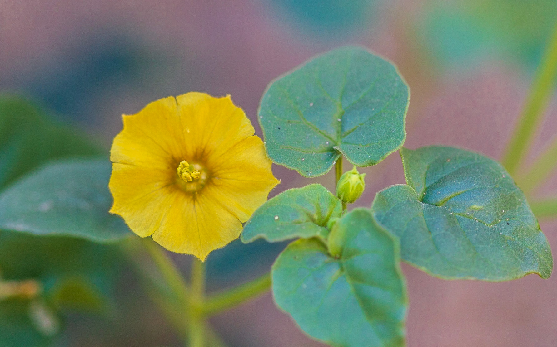Thick-leafed Groundcherry (Physalis crassifolia)