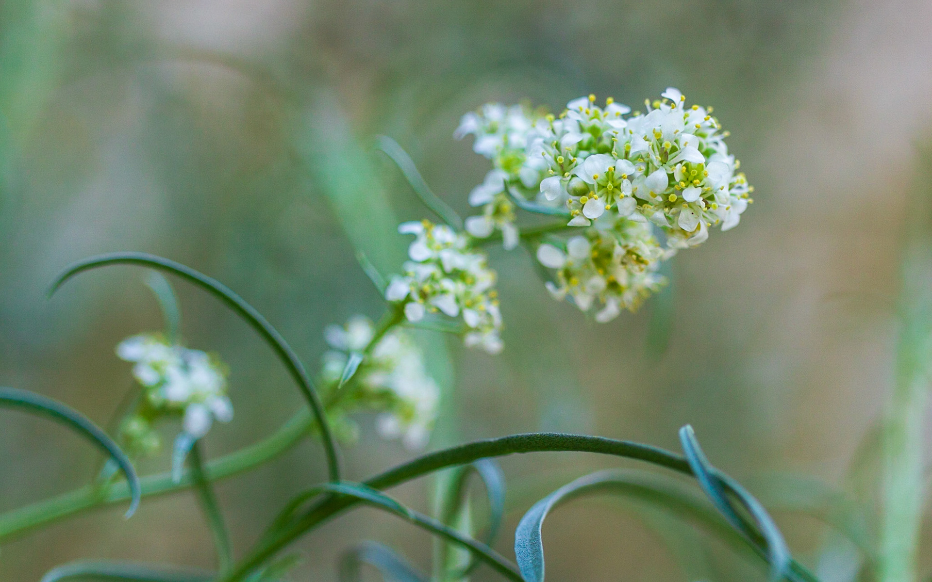 Desert Pepperweed (Lepidium fremontii)