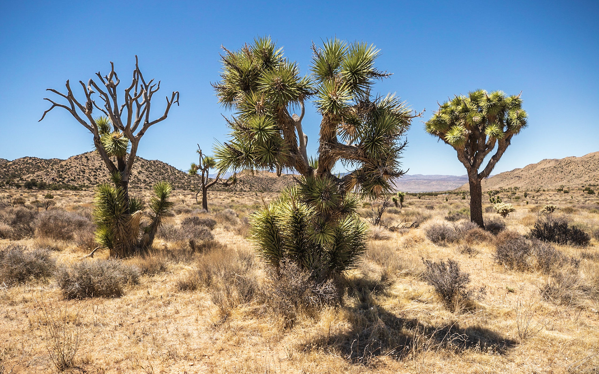 Joshua Trees, 30 years after fire
