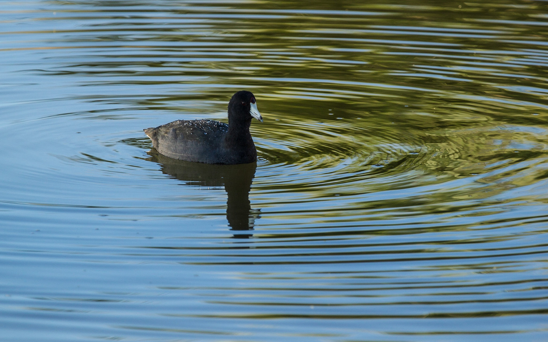 American Coot (Fulica americana)
