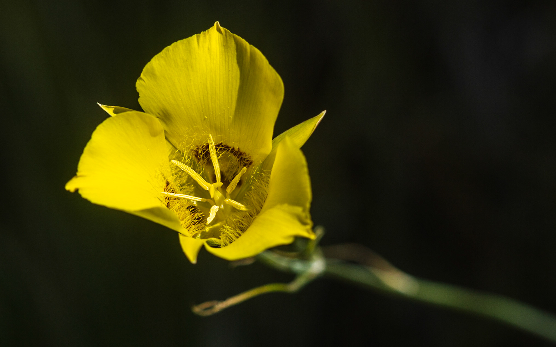 Goldenbowl Mariposa Lily (Calochortus concolor)
