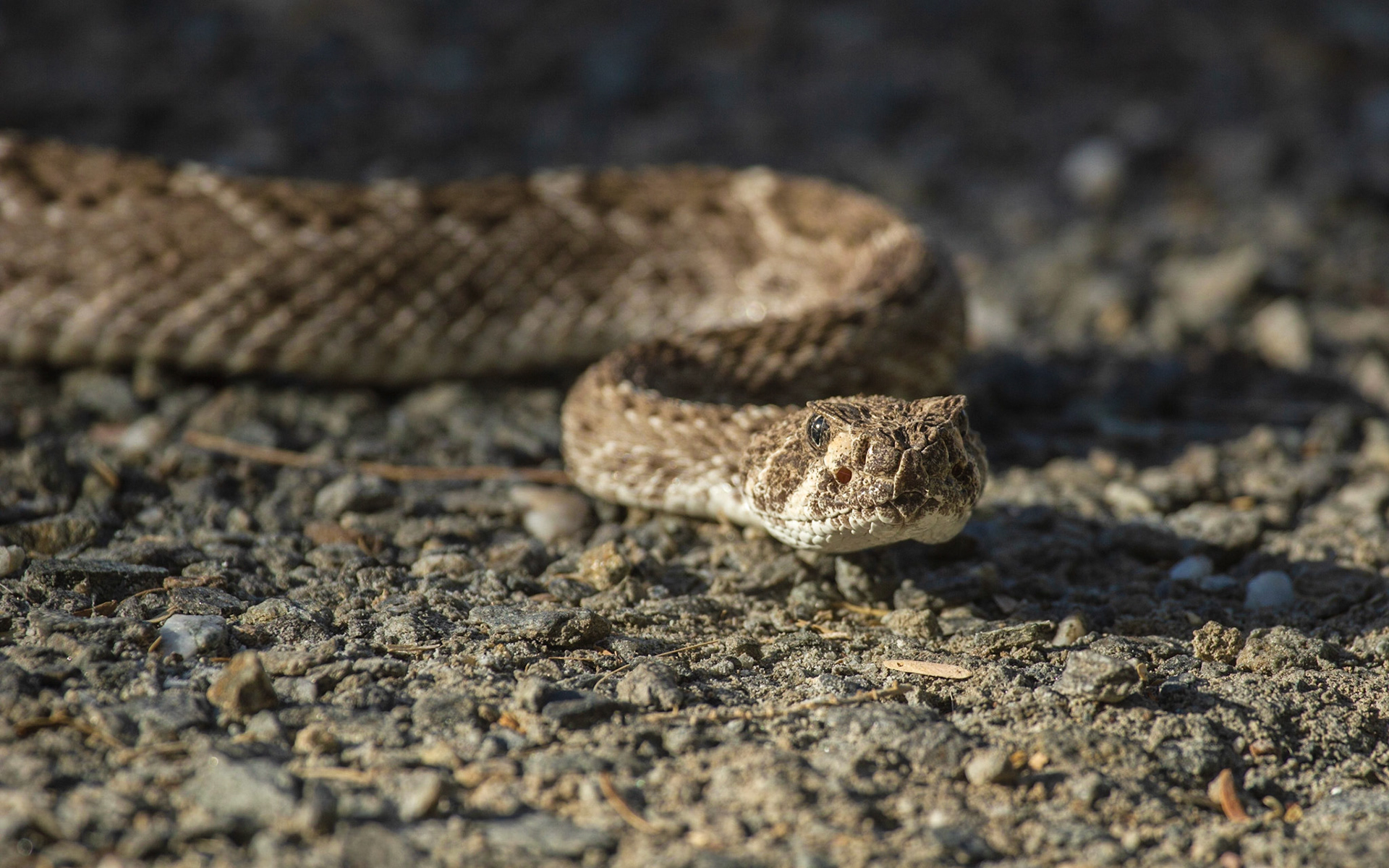Western Diamond-backed Rattlesnake (Crotalus atrox)