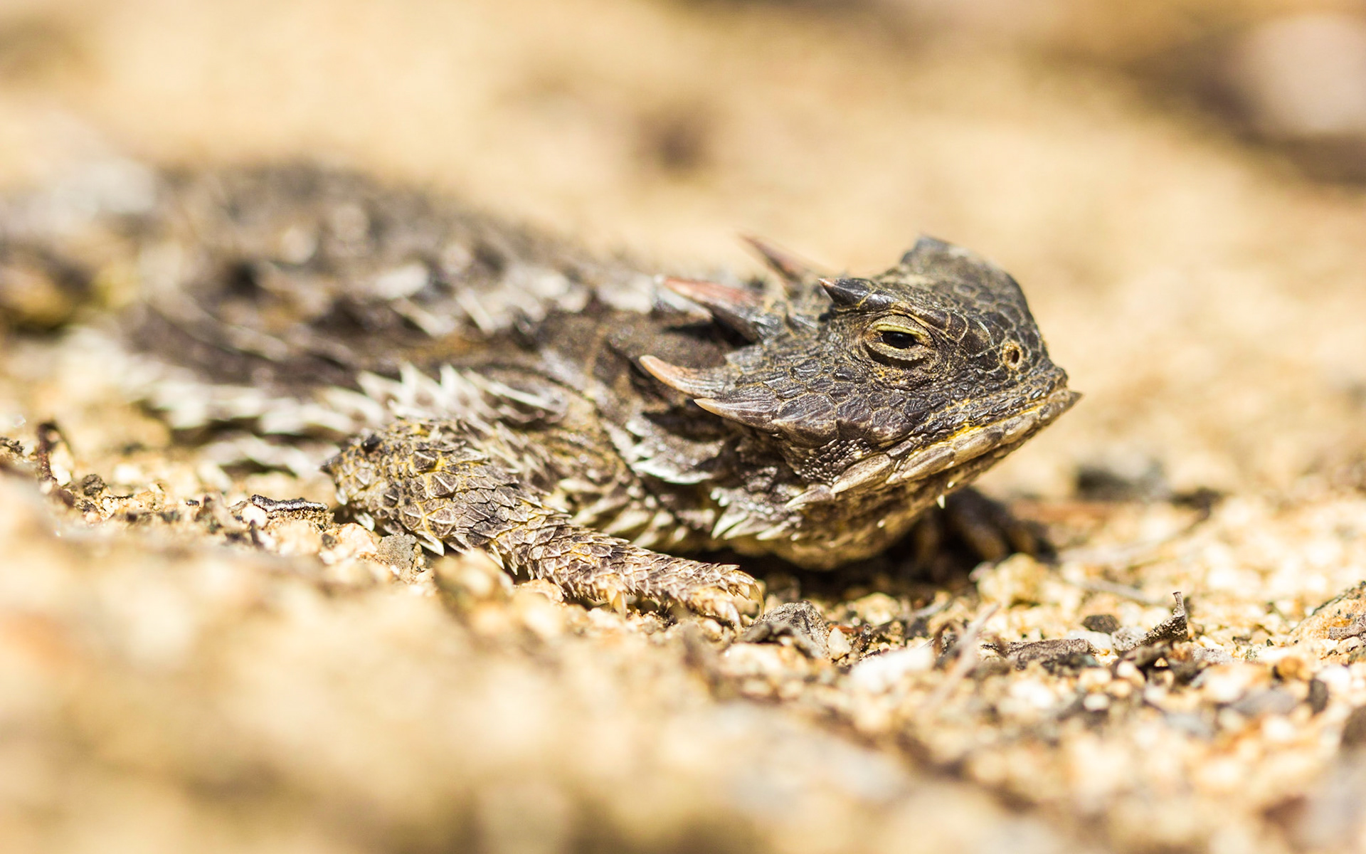 Coast Horned Lizard (Phrynosoma blainvillii)