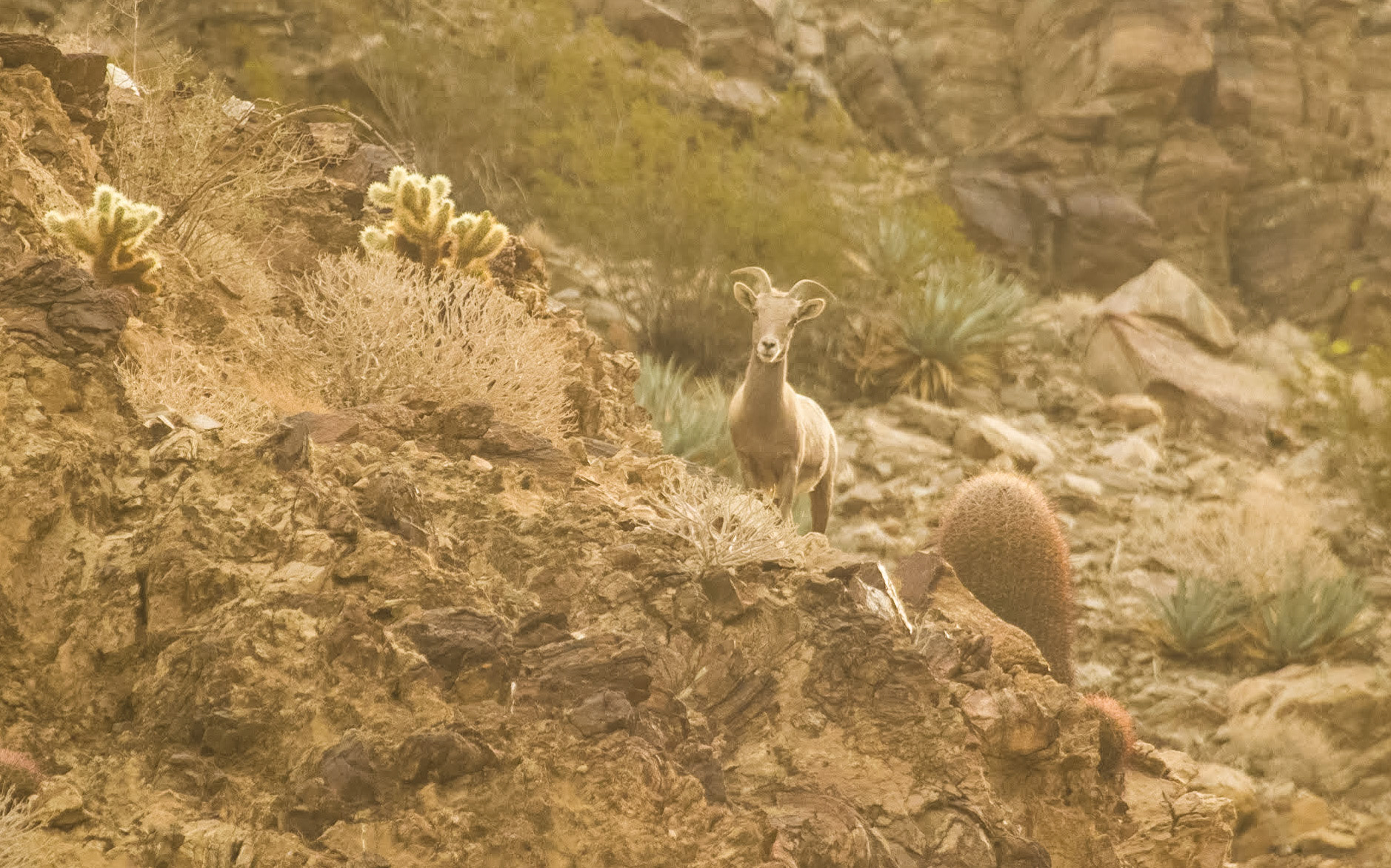 Bighorn Sheep (Ovis canadensis)