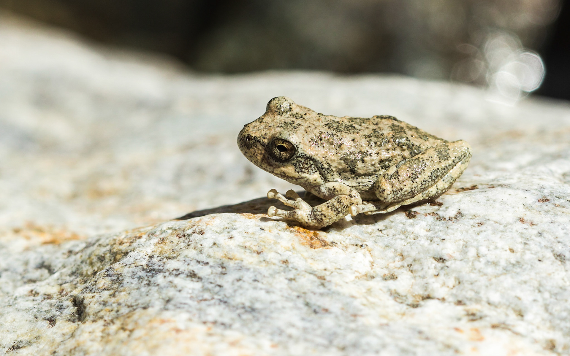 California Treefrog (Pseudacris cadaverina)