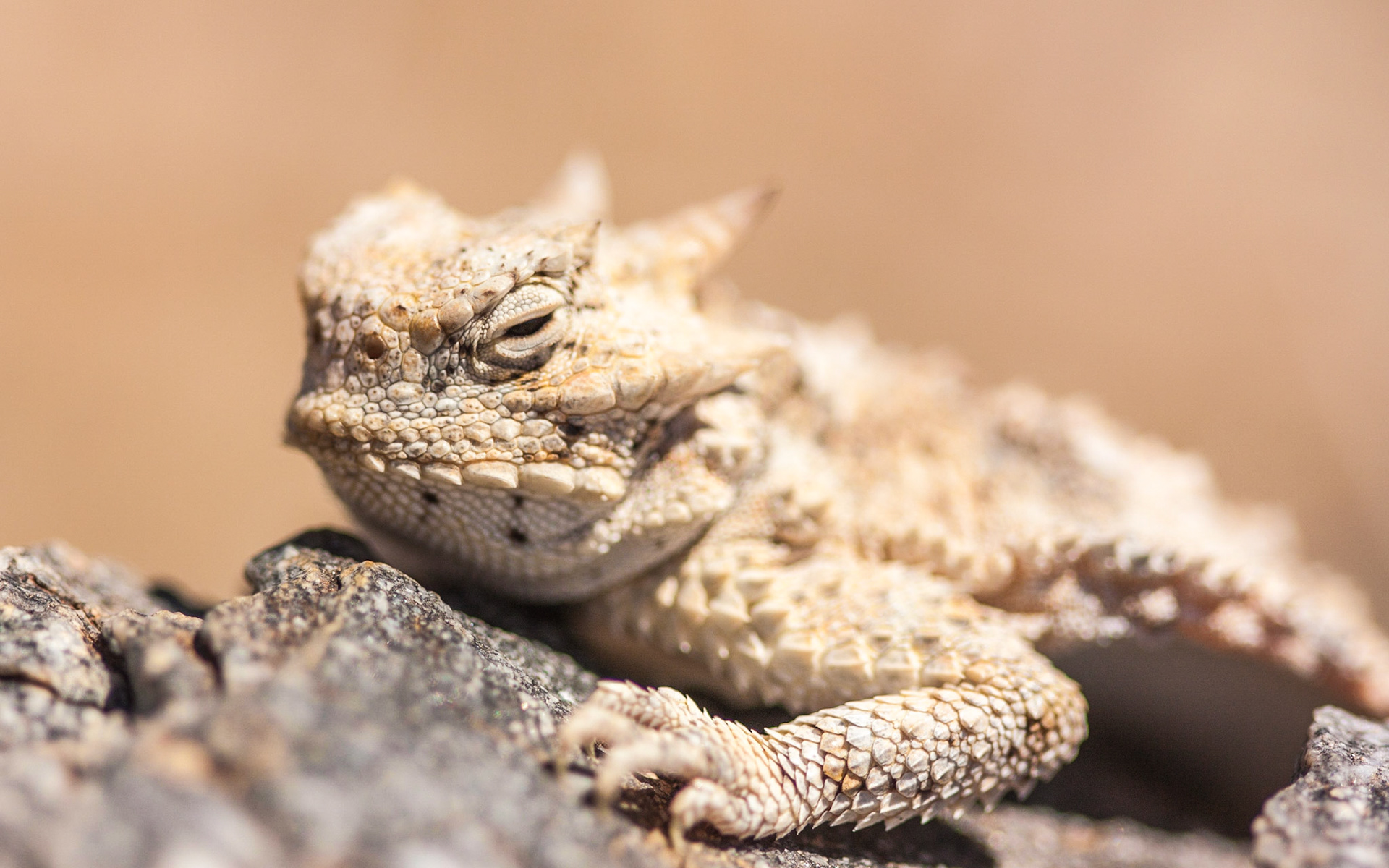 Desert Horned Lizard (Phrynosoma platyrhinos)