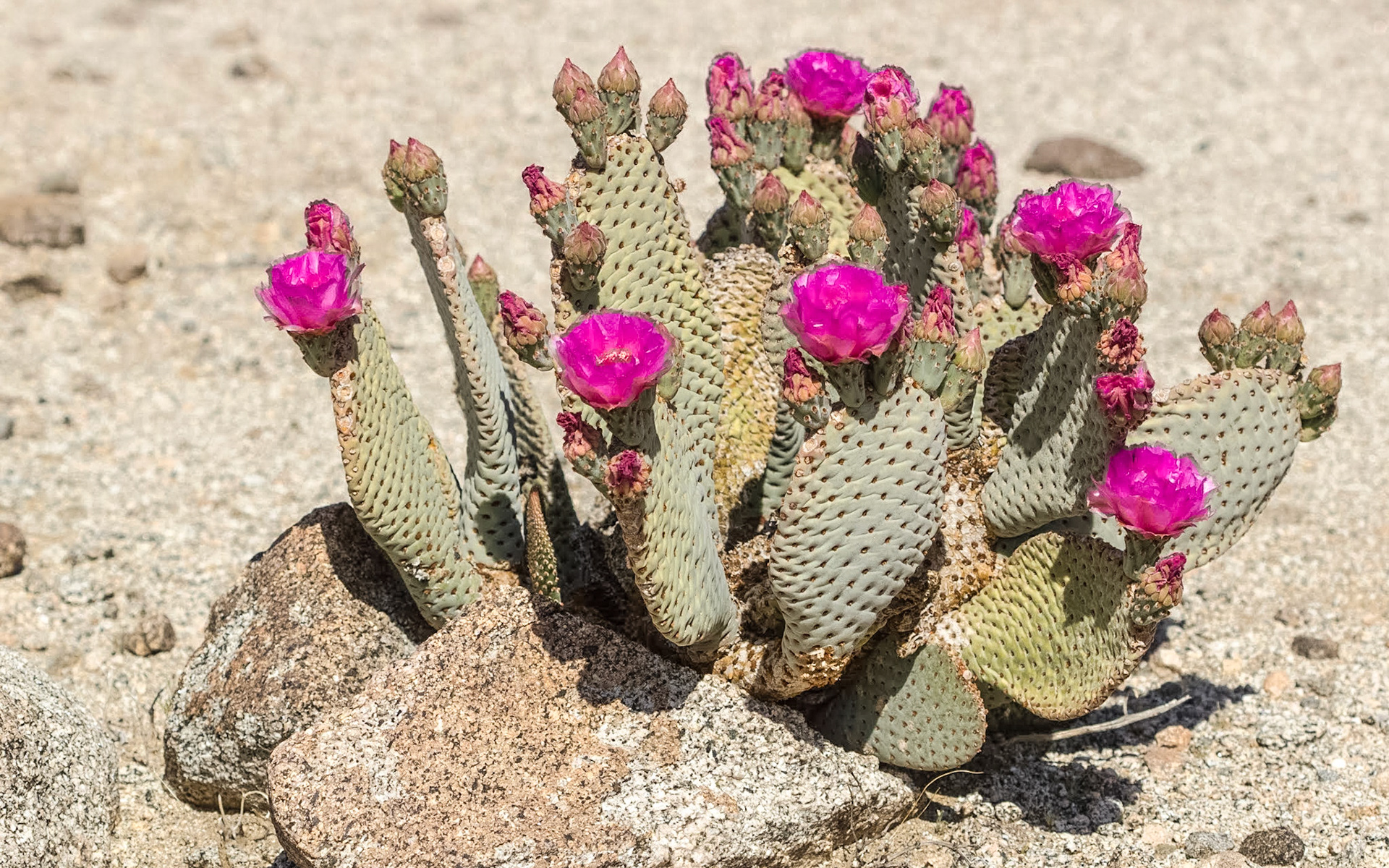 Beavertail Cactus (Opuntia basilaris)