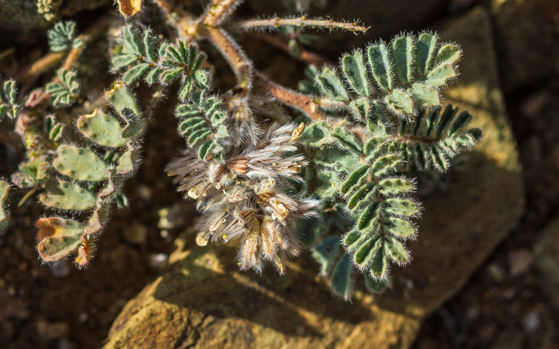 Silky Dalea (Dalea mollissima)