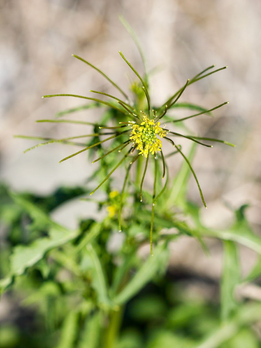 London Rocket (Sisymbrium irio)