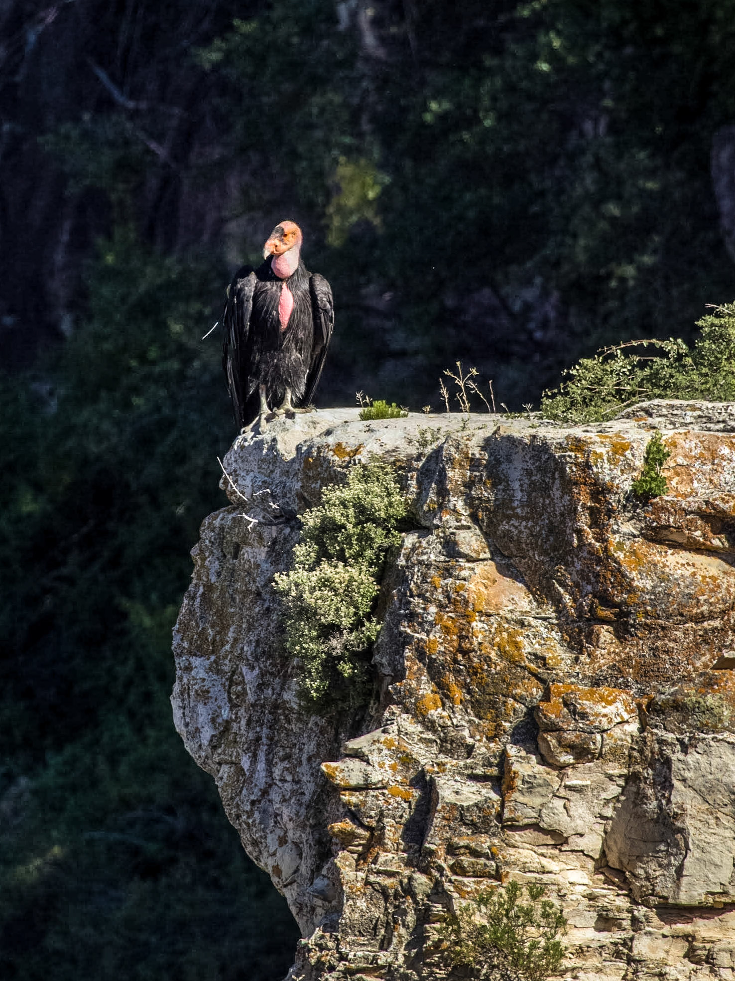 California Condor (Gymnogyps californianus)