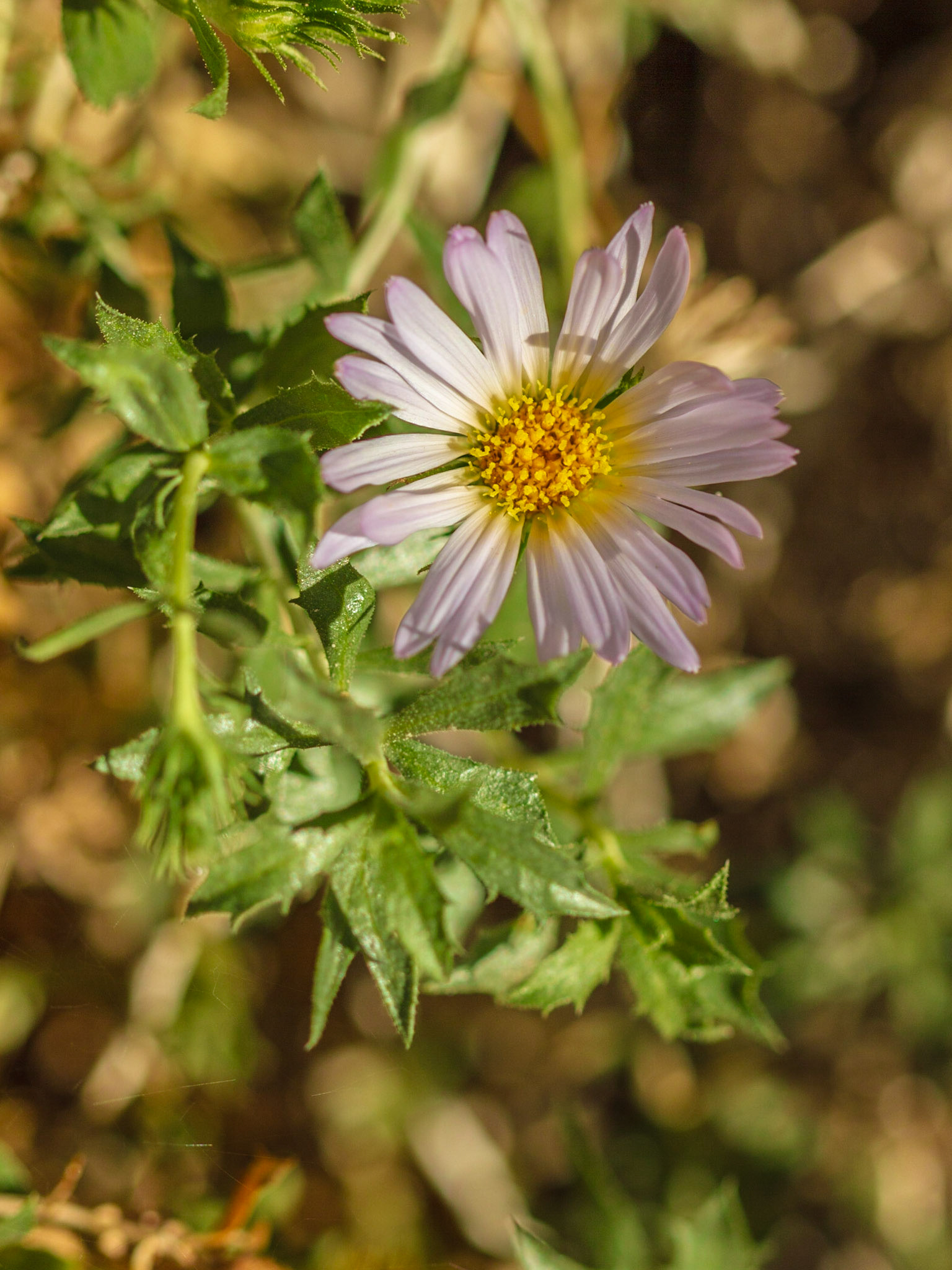 Mecca Aster (Xylorhiza cognata)