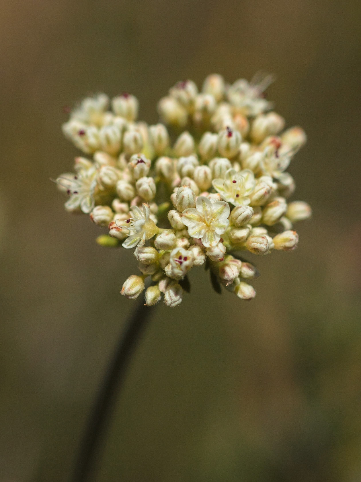 California Buckwheat (Eriogonum fasciculatum)