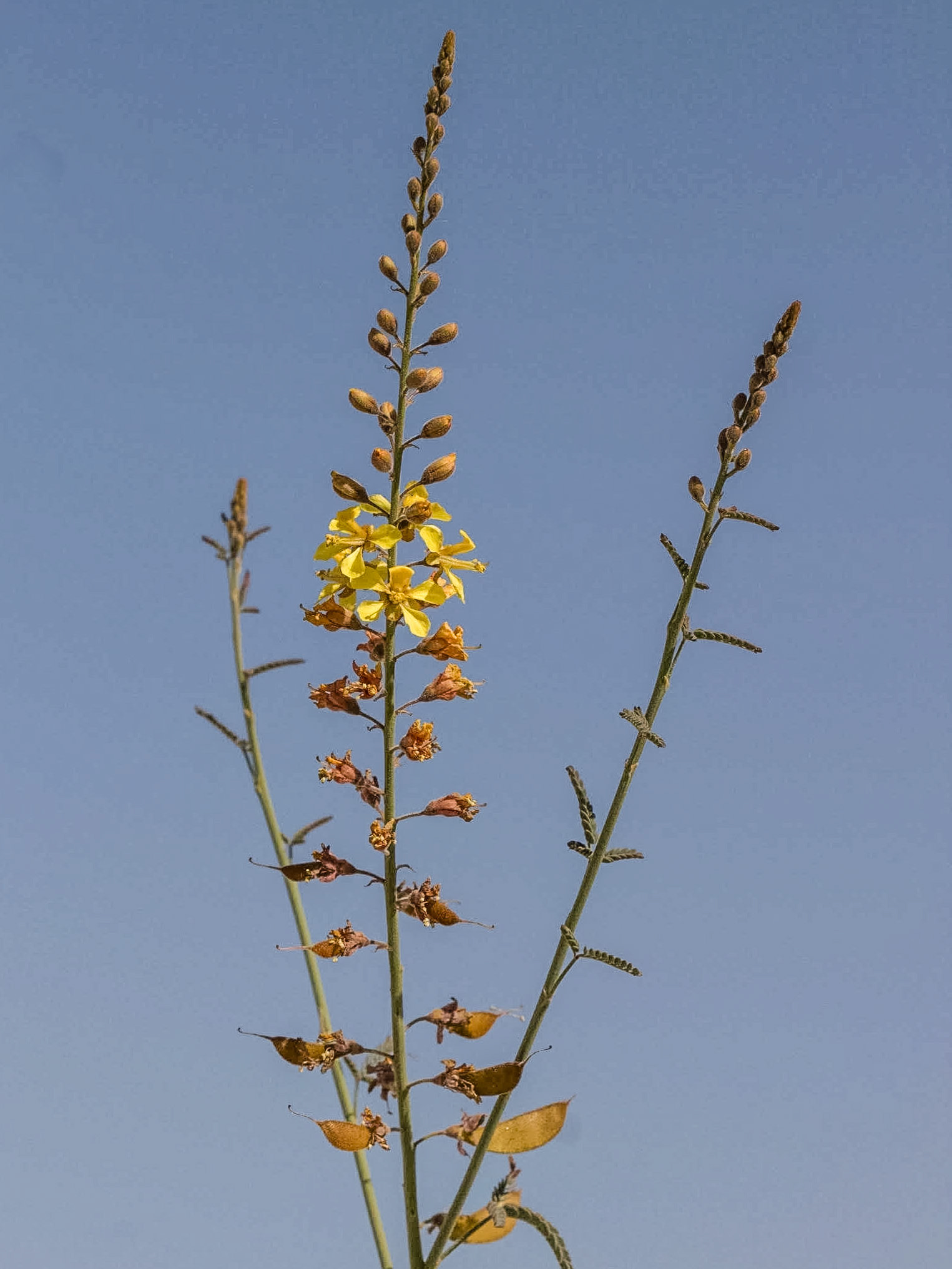 Wand Holdback (Hoffmannseggia microphylla)