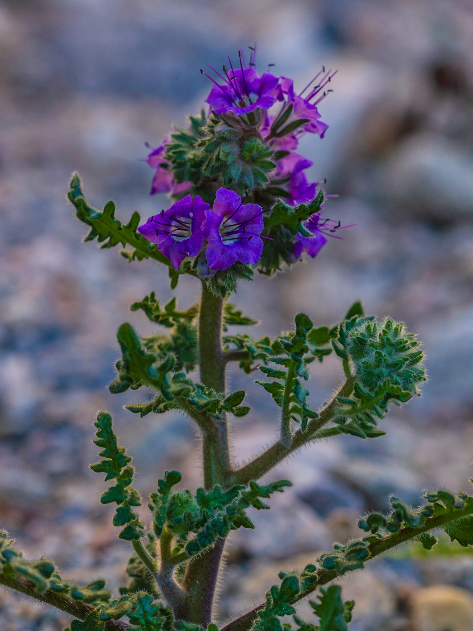 Notch-leaved Phacelia (Phacelia crenulata)